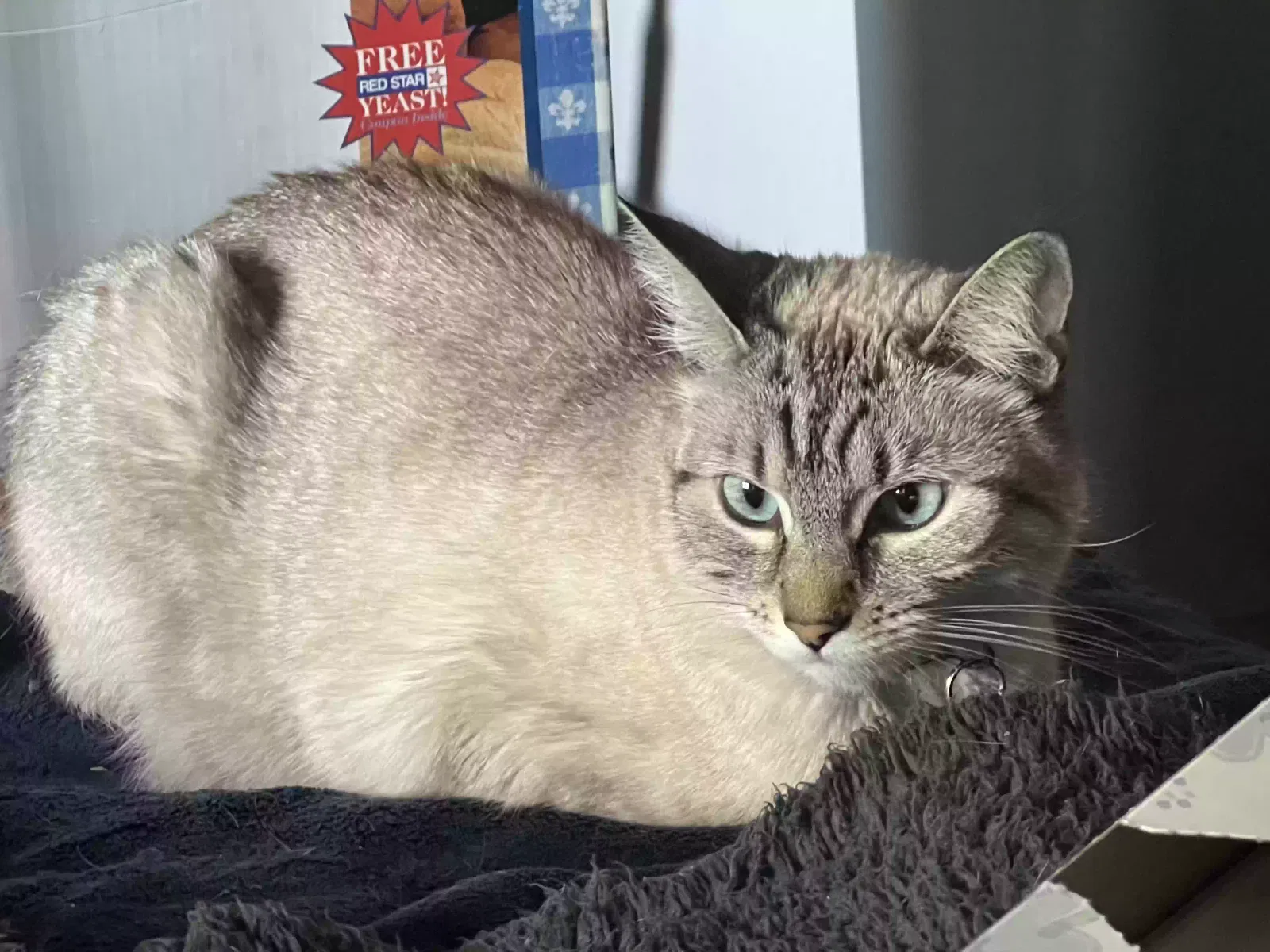 Lost cat in Phoenix, AZ, 85020