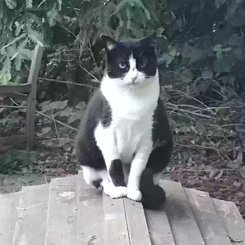 Lost cat in Los Altos, CA, 94022
