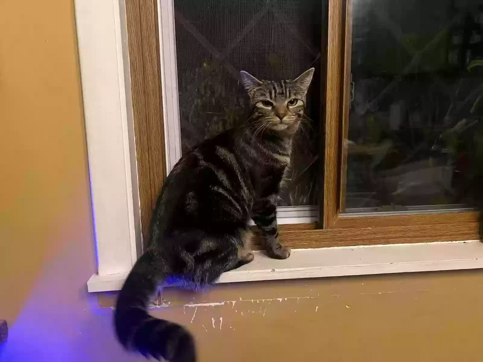 Lost cat in Pittsburgh, PA, 15201