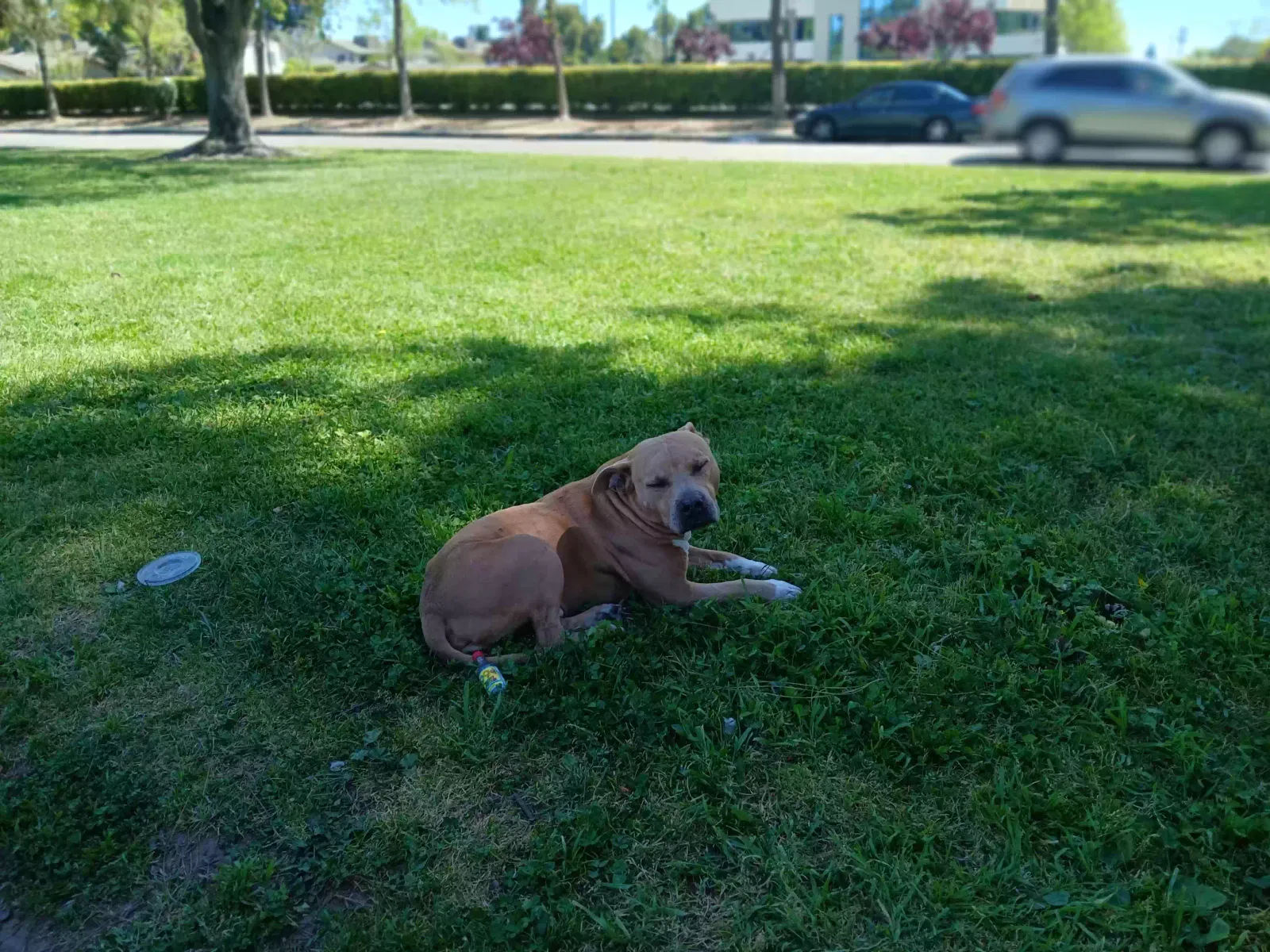 Lost dog in Stockton, CA, 95204