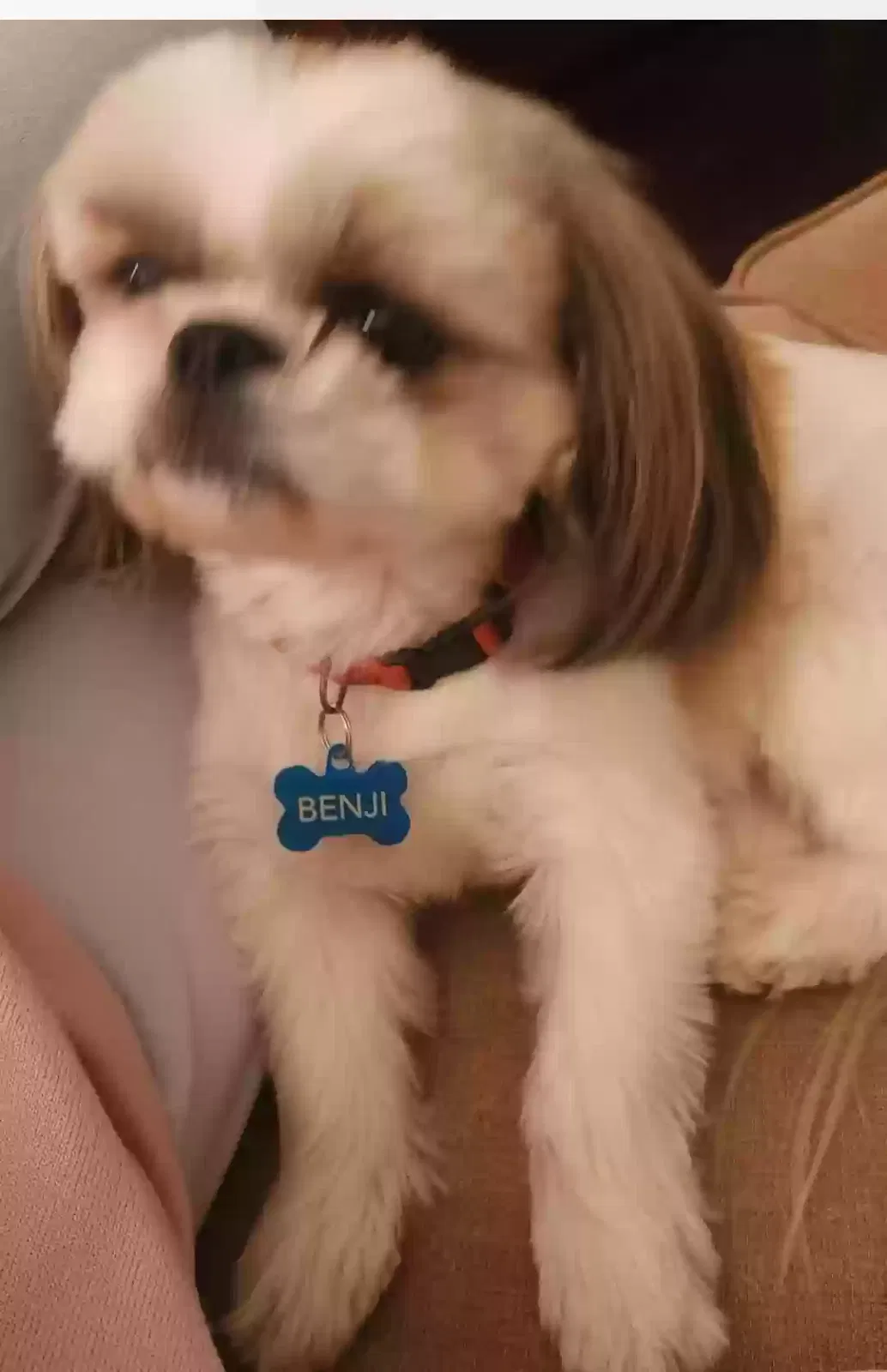 Lost dog in Houston, TX, 77015