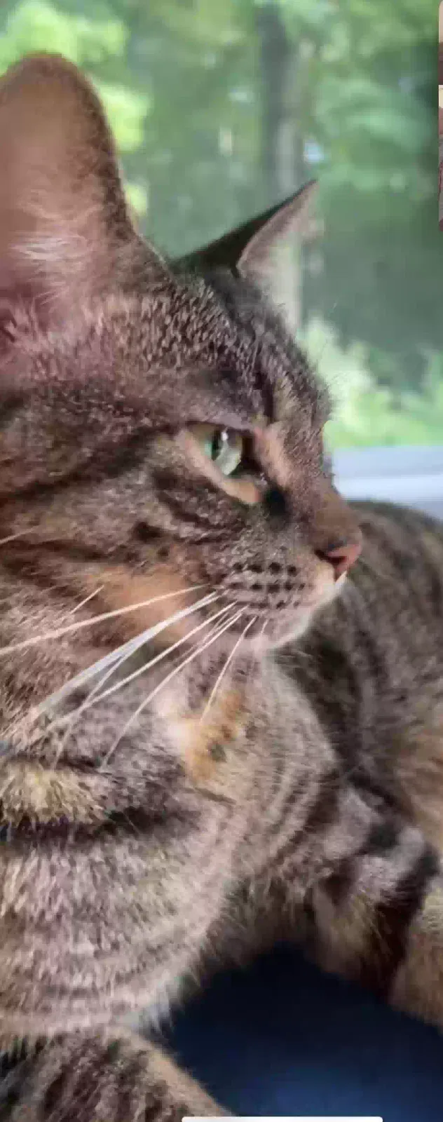 Lost cat in Garrison, NY, 10524