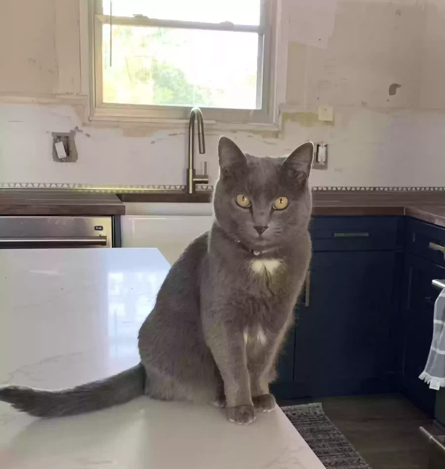 Lost cat in Salt Lake City, UT, 84123