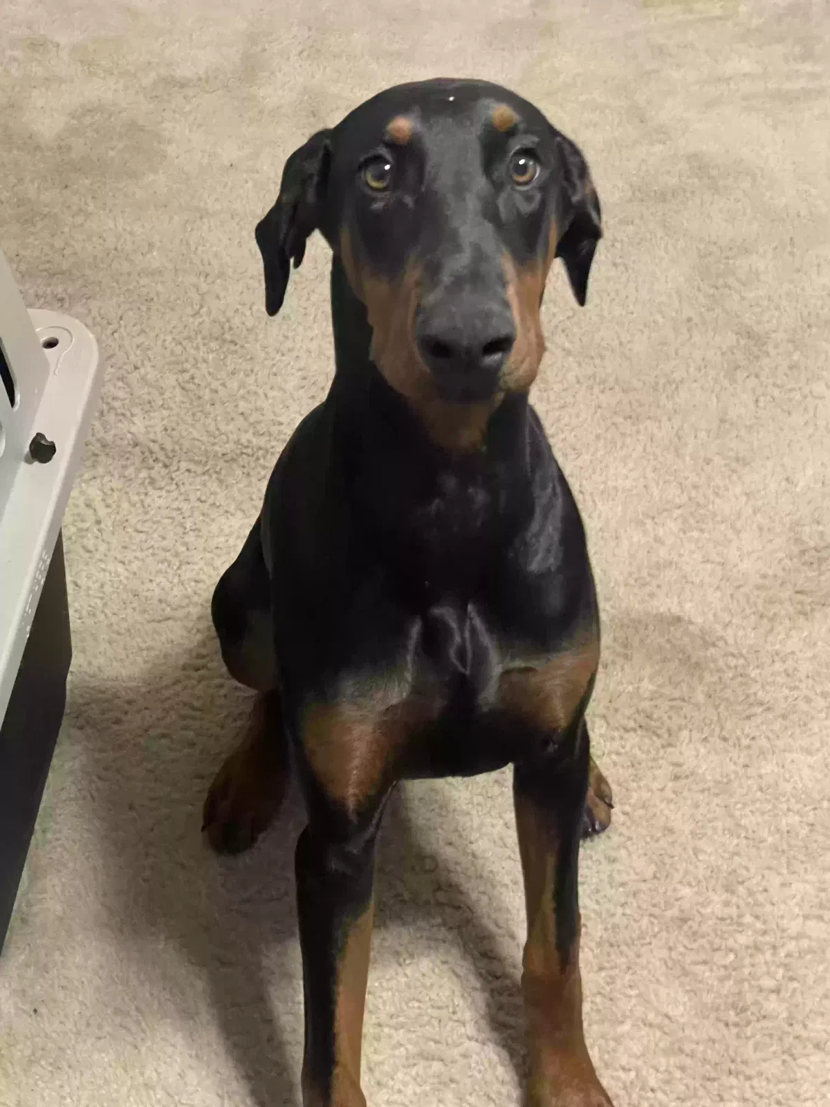 Lost dog in Killeen, TX, 76549