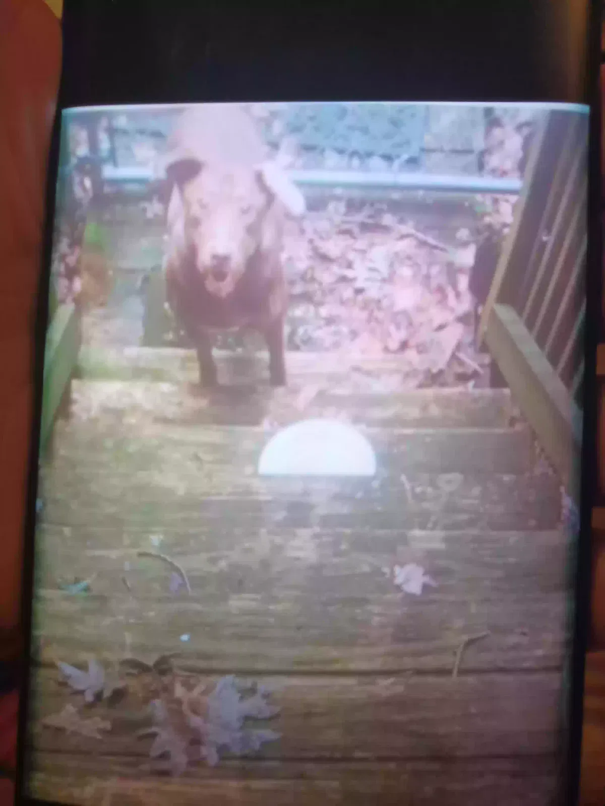 Found dog in Tobyhanna, PA, 18466