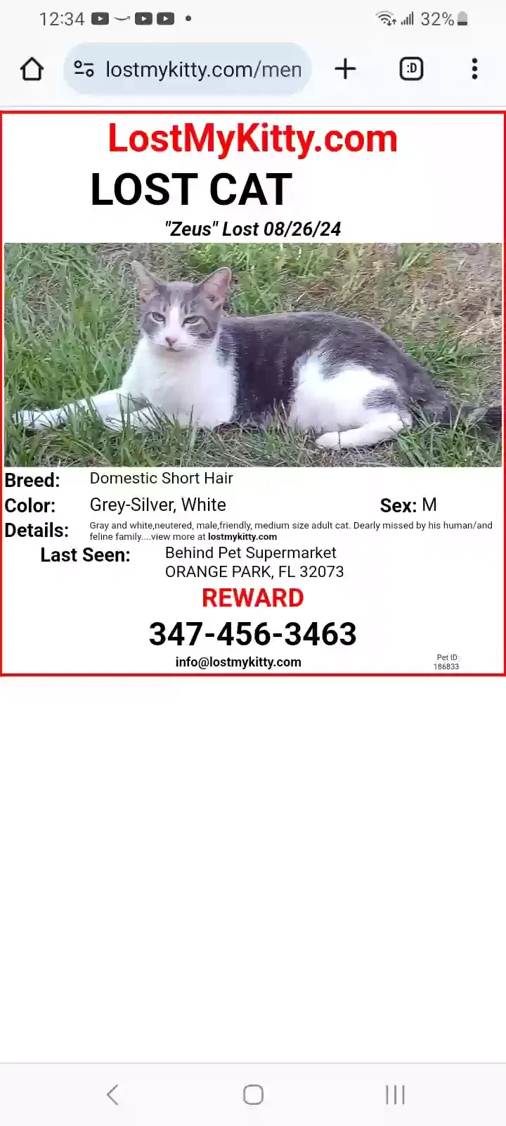 Lost cat in Orange Park, FL, 32073