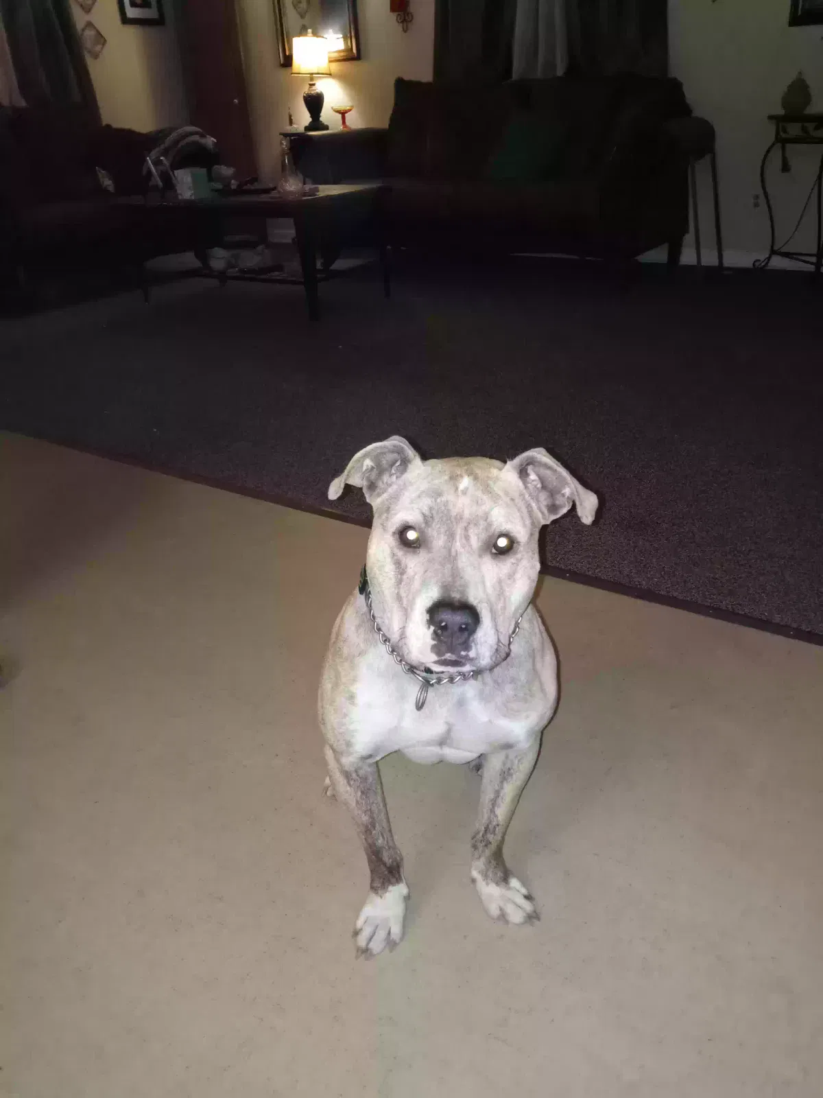 Lost dog in Auburntown, TN, 37016