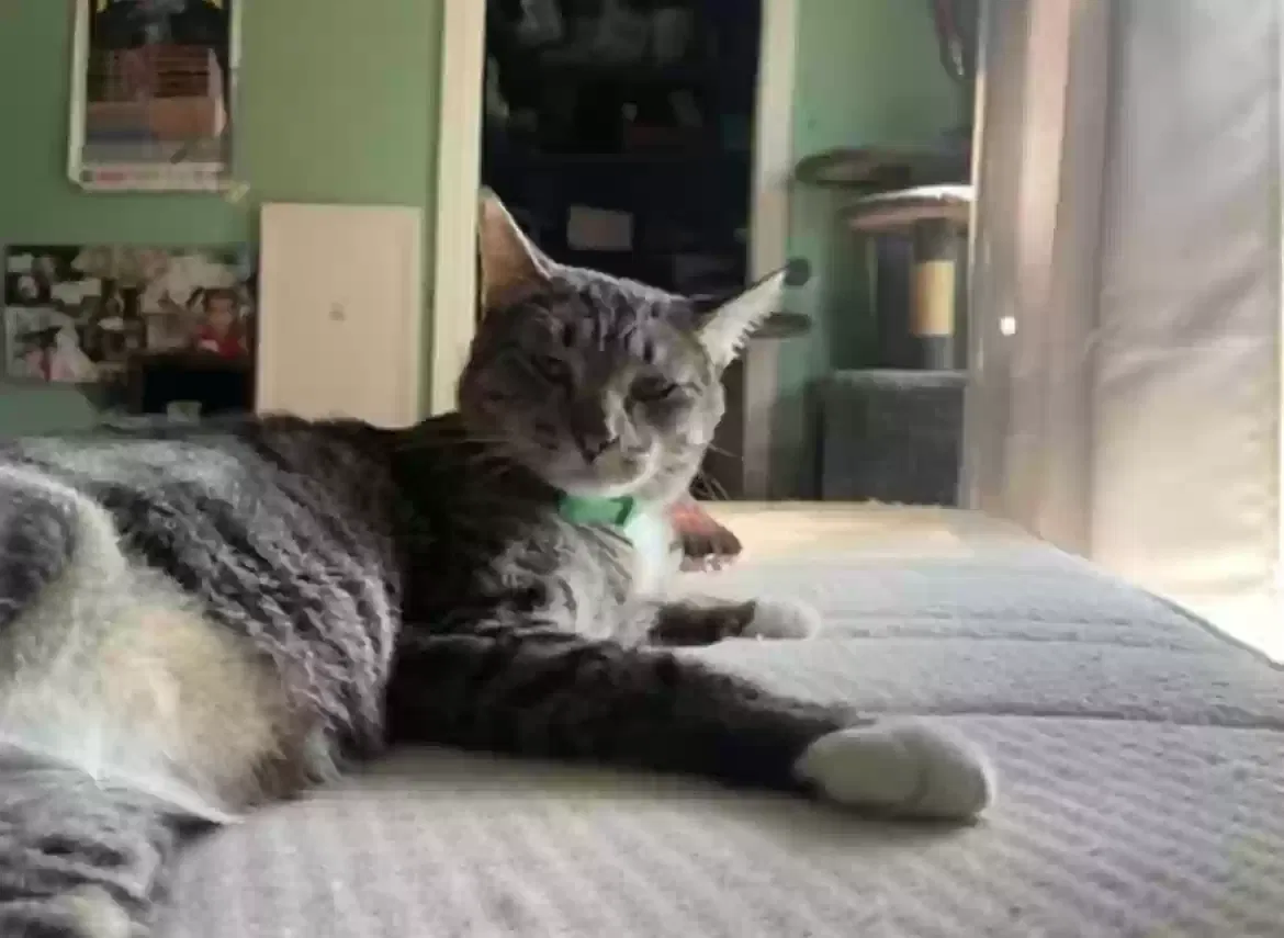 Lost cat in Arlington, TX, 76014