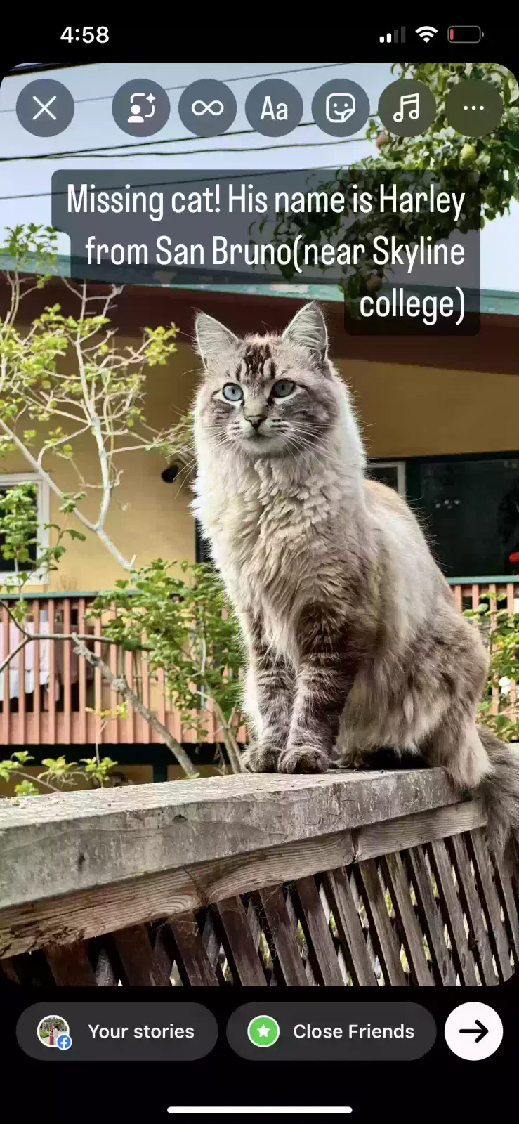 Lost cat in San Bruno, CA, 94066