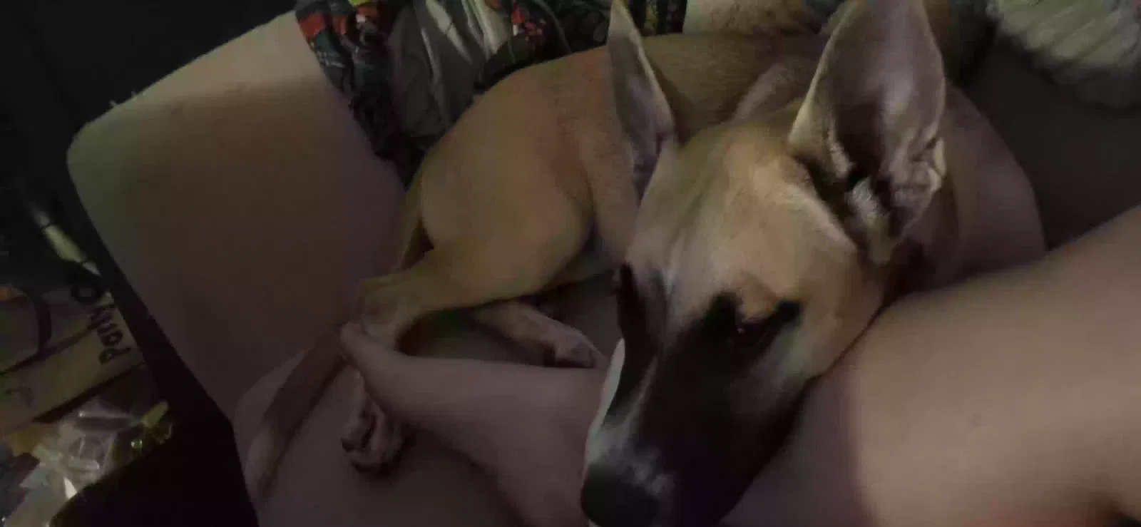Found dog in Sacramento, CA, 95815