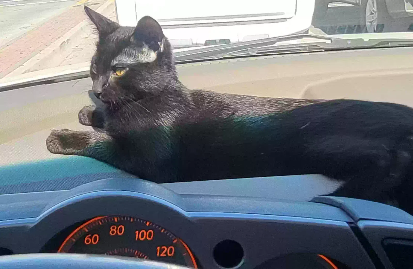 Lost cat in Phoenix, AZ, 85029