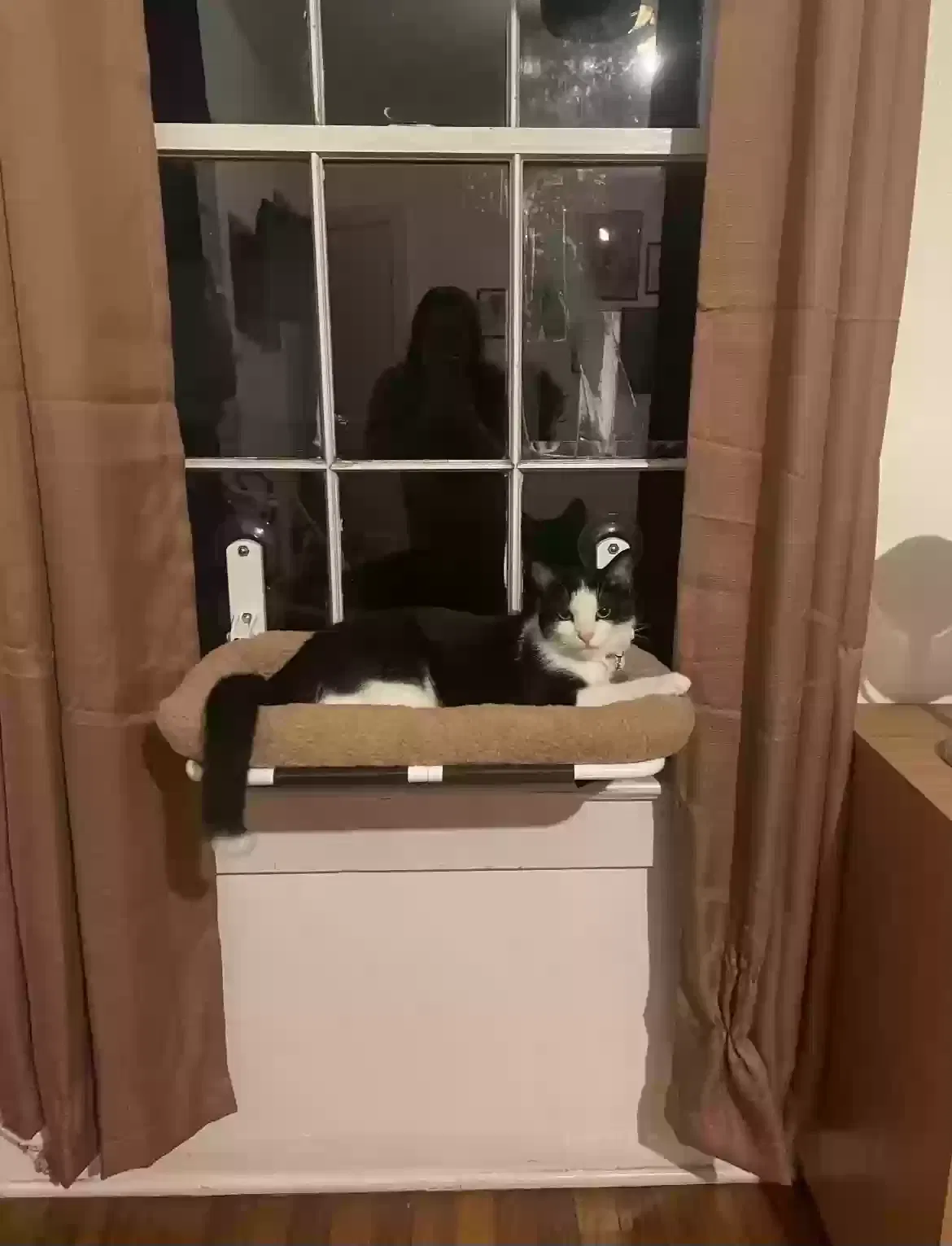 Lost cat in Lutz, FL, 33548