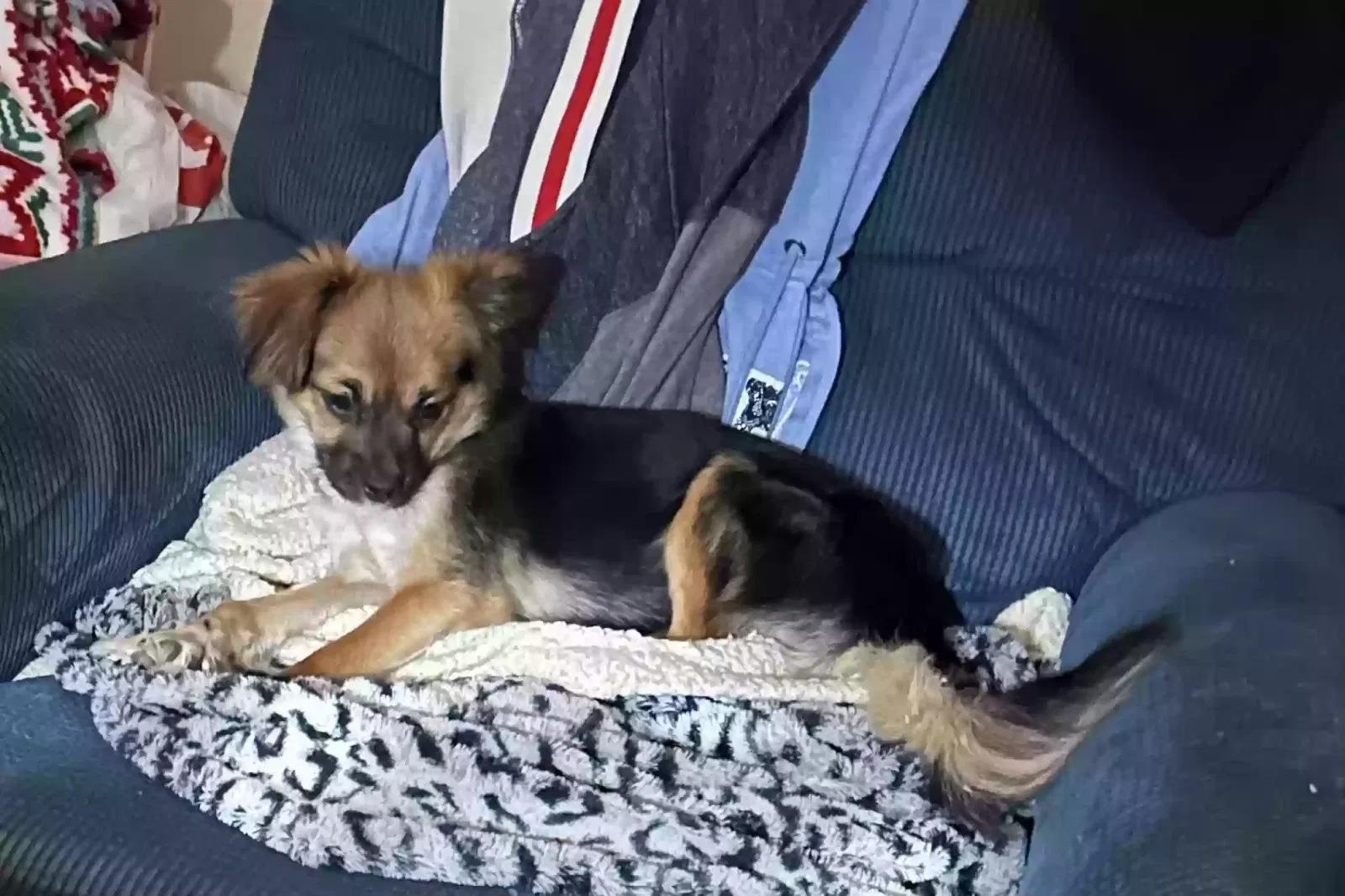 Lost dog in Grand Prairie, TX, 75051