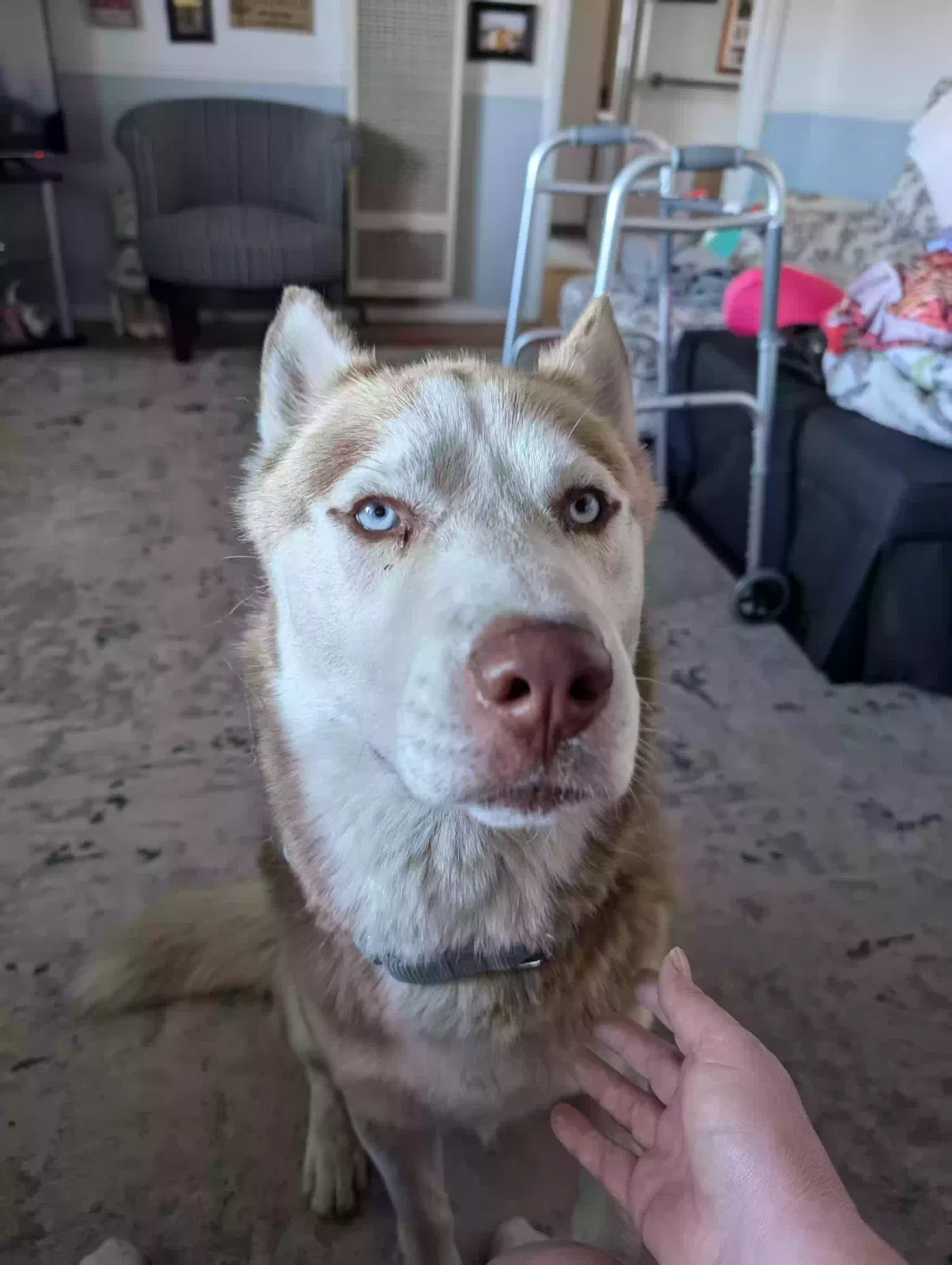 Lost dog in Elk Grove, CA, 95757