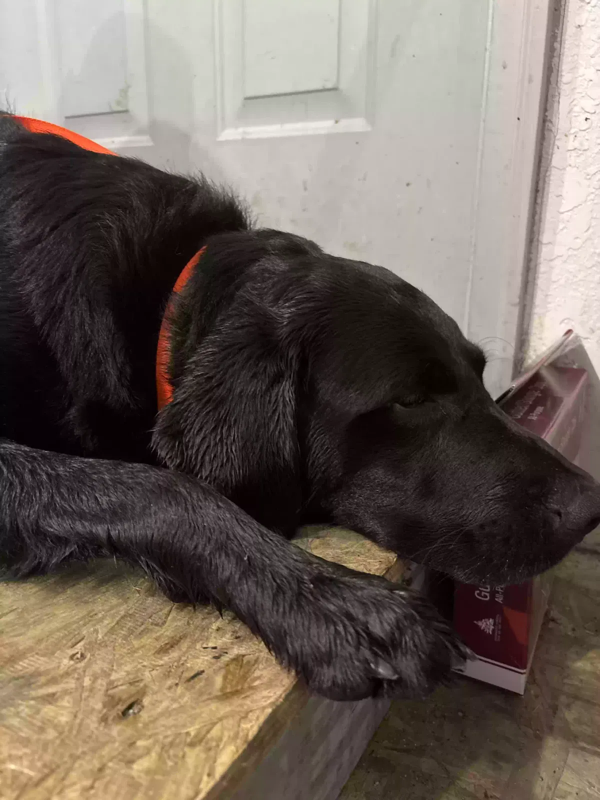 Found dog in Kawkawlin, MI, 48631