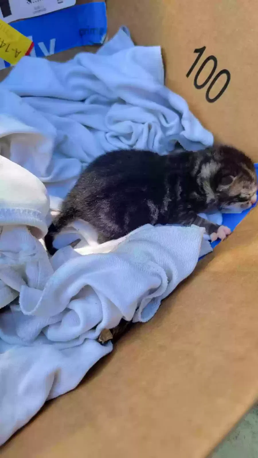 Found cat in Fresh Meadows, NY, 11365