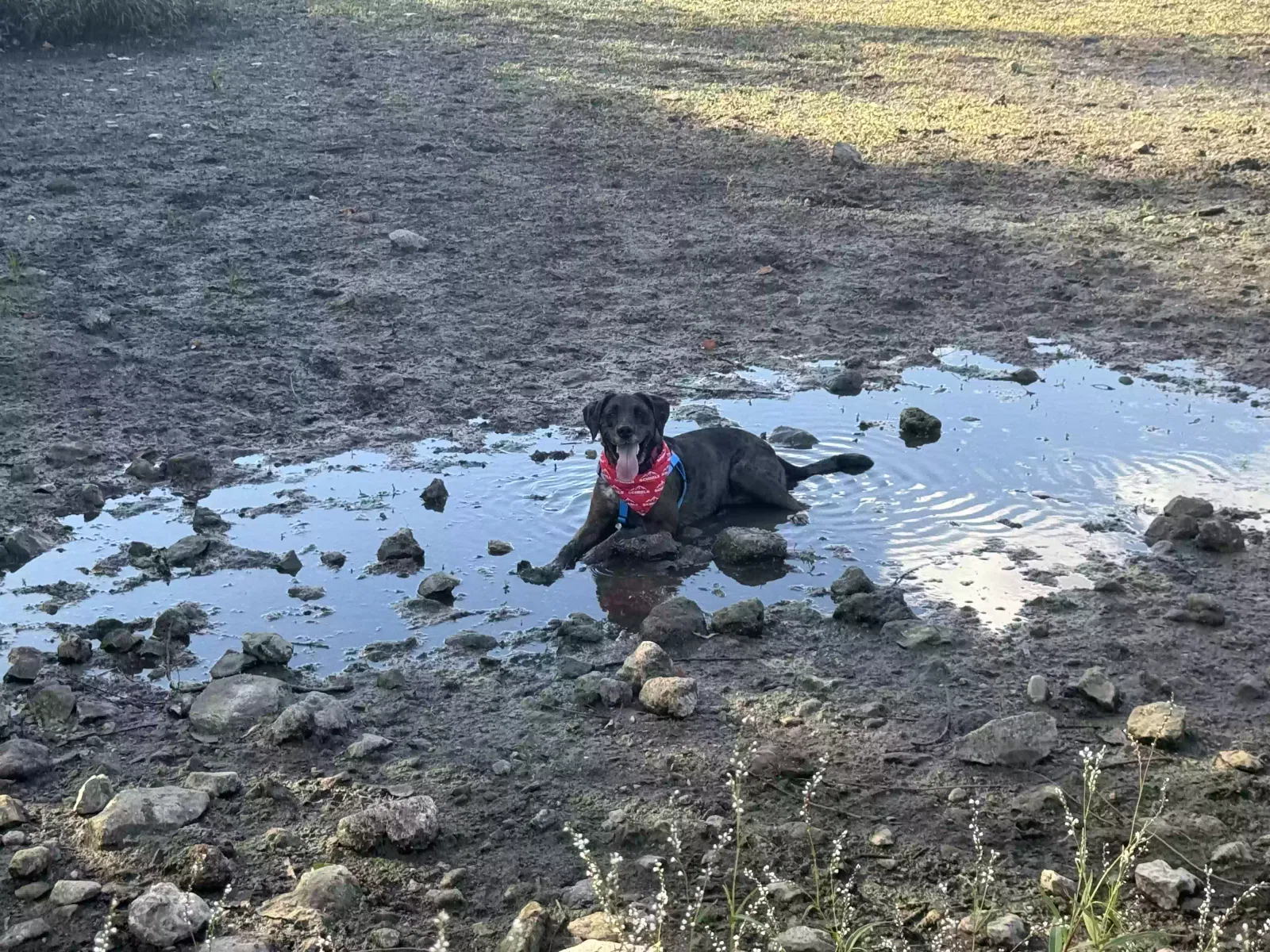 Lost dog in Buda, TX, 78610