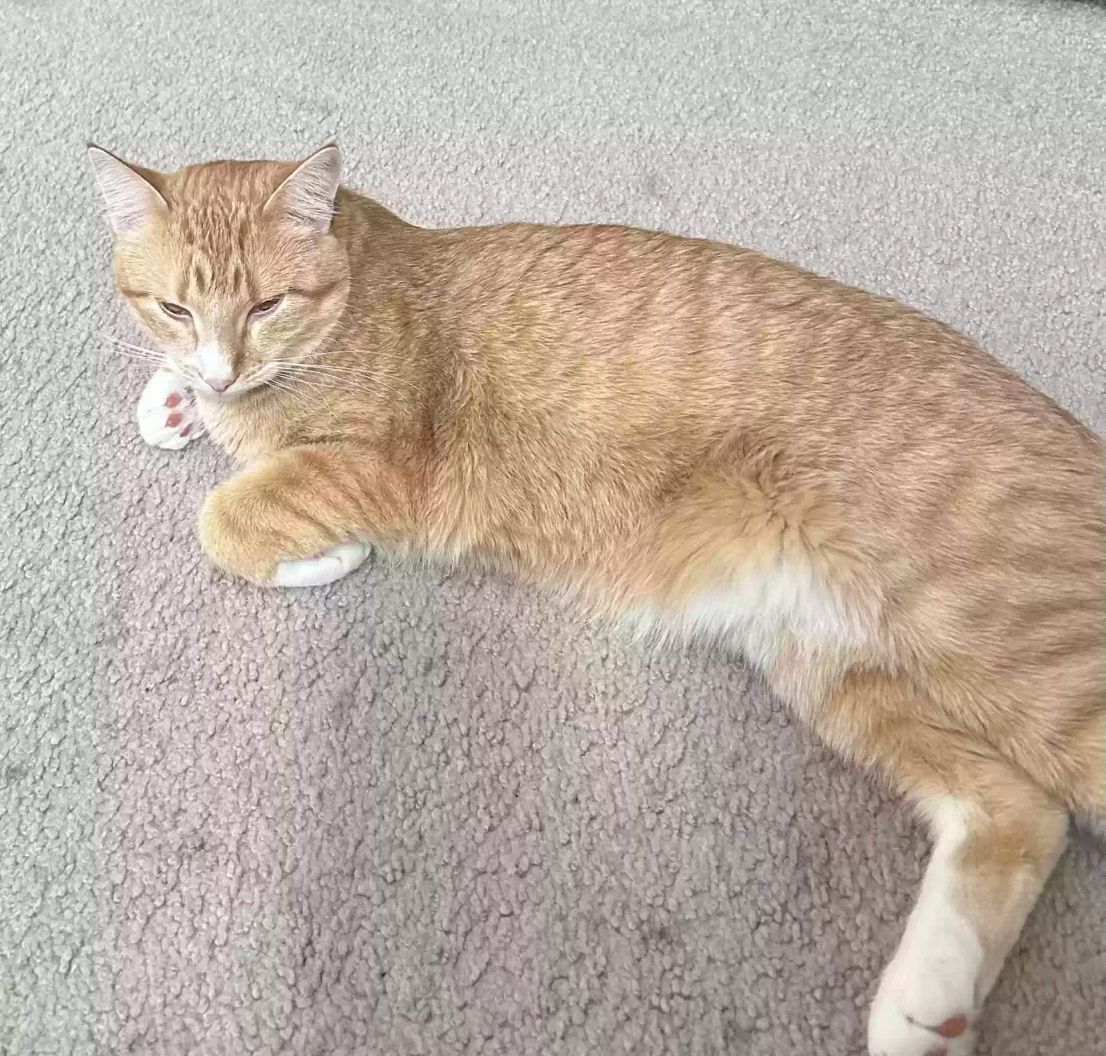 Lost cat in Farmington, MN, 55024