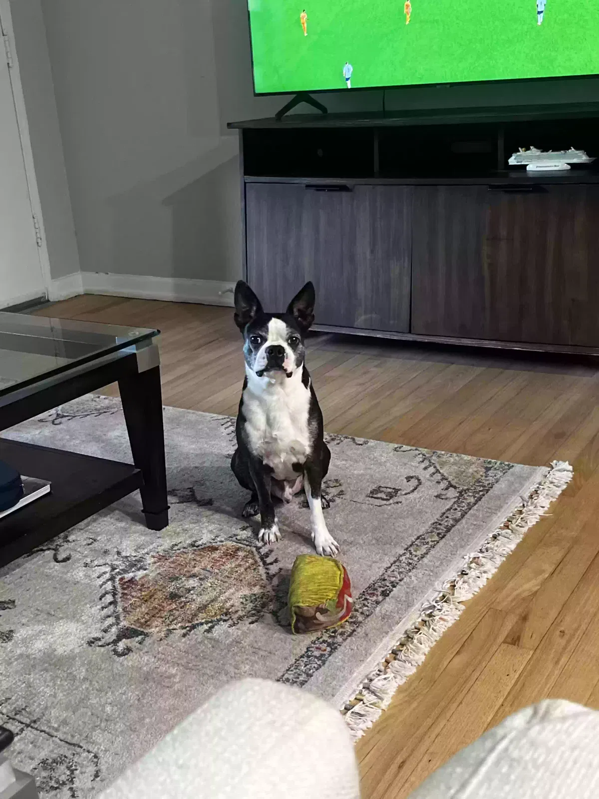Lost dog in Orlando, FL, 32804