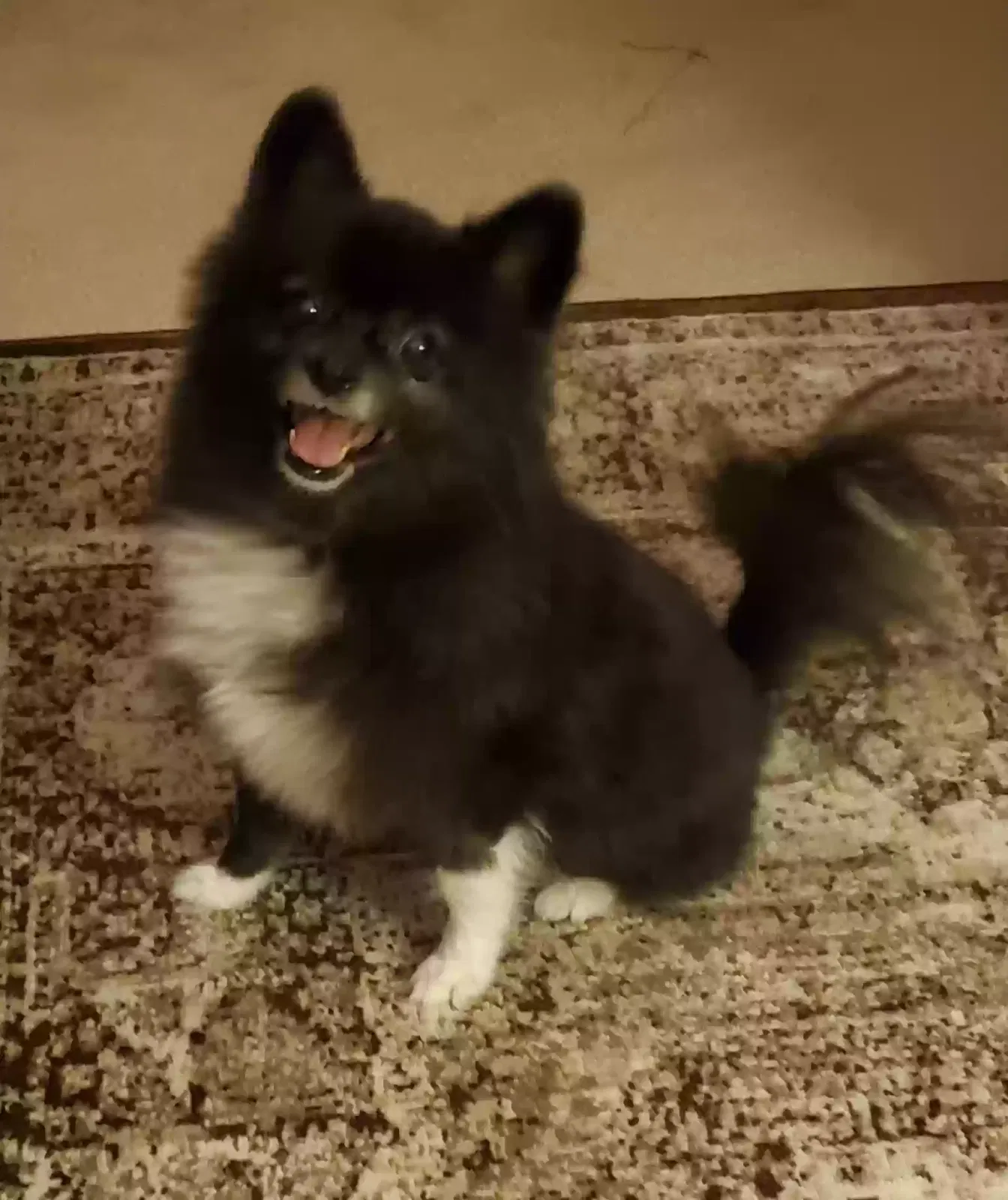 Lost dog in Glendale, AZ, 85302