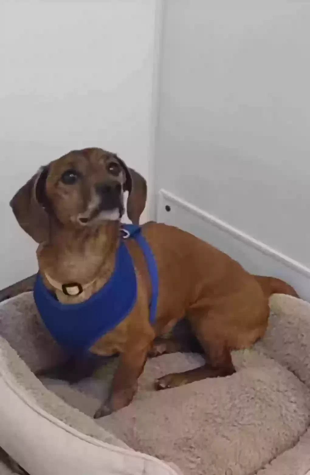 Lost dog in South Jordan, UT, 84095