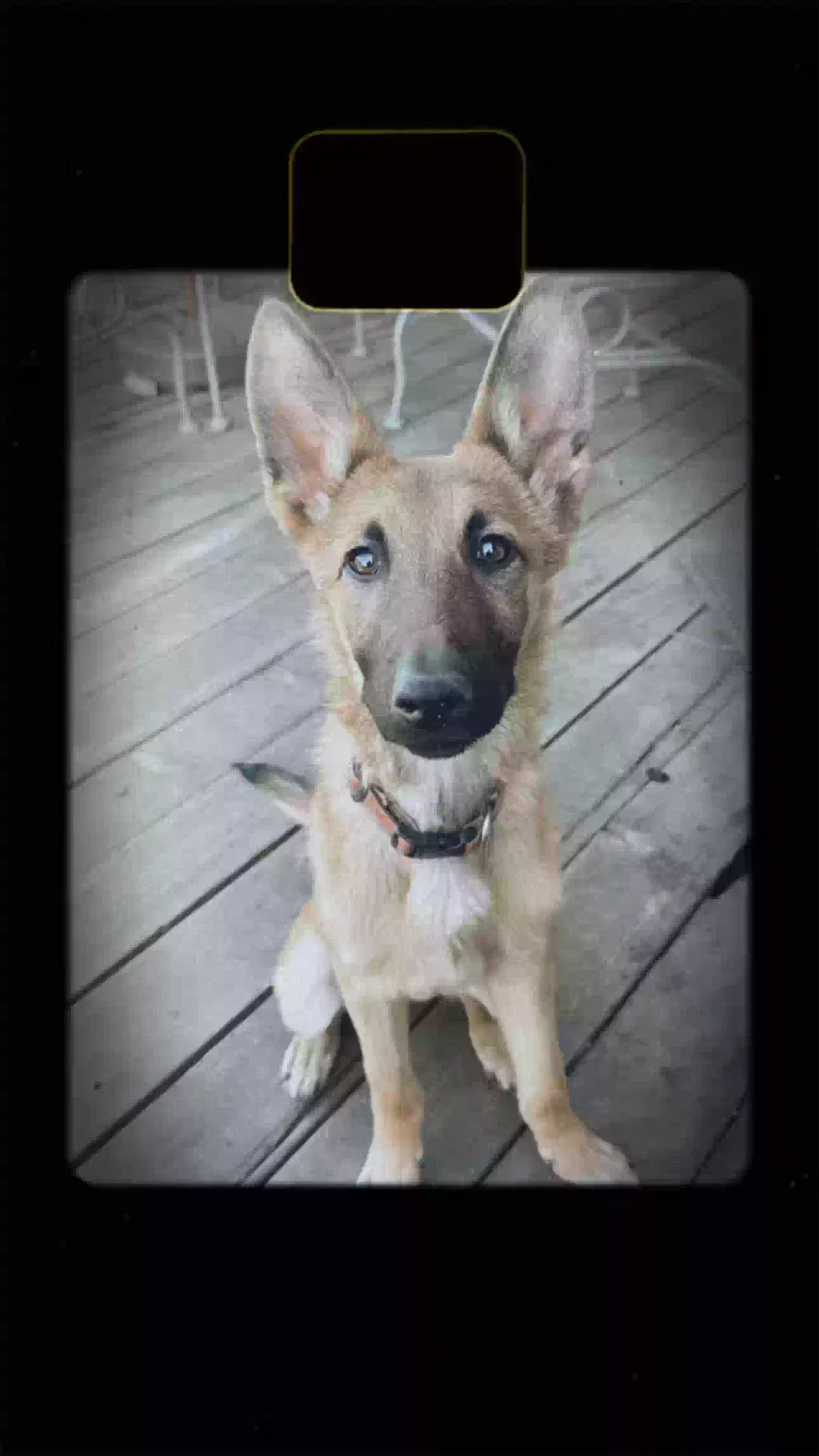 Lost dog in Modesto, CA, 95357
