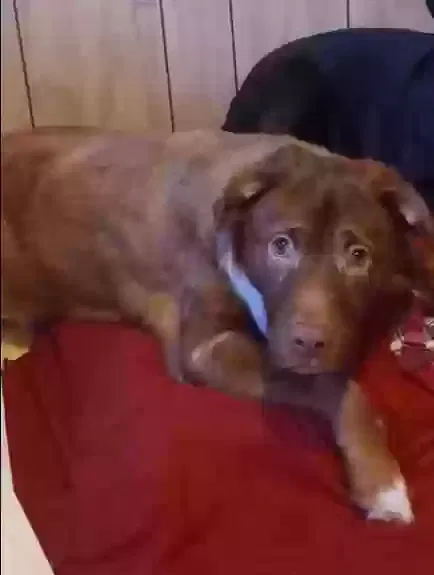 Lost dog in Burlington, NC, 27217