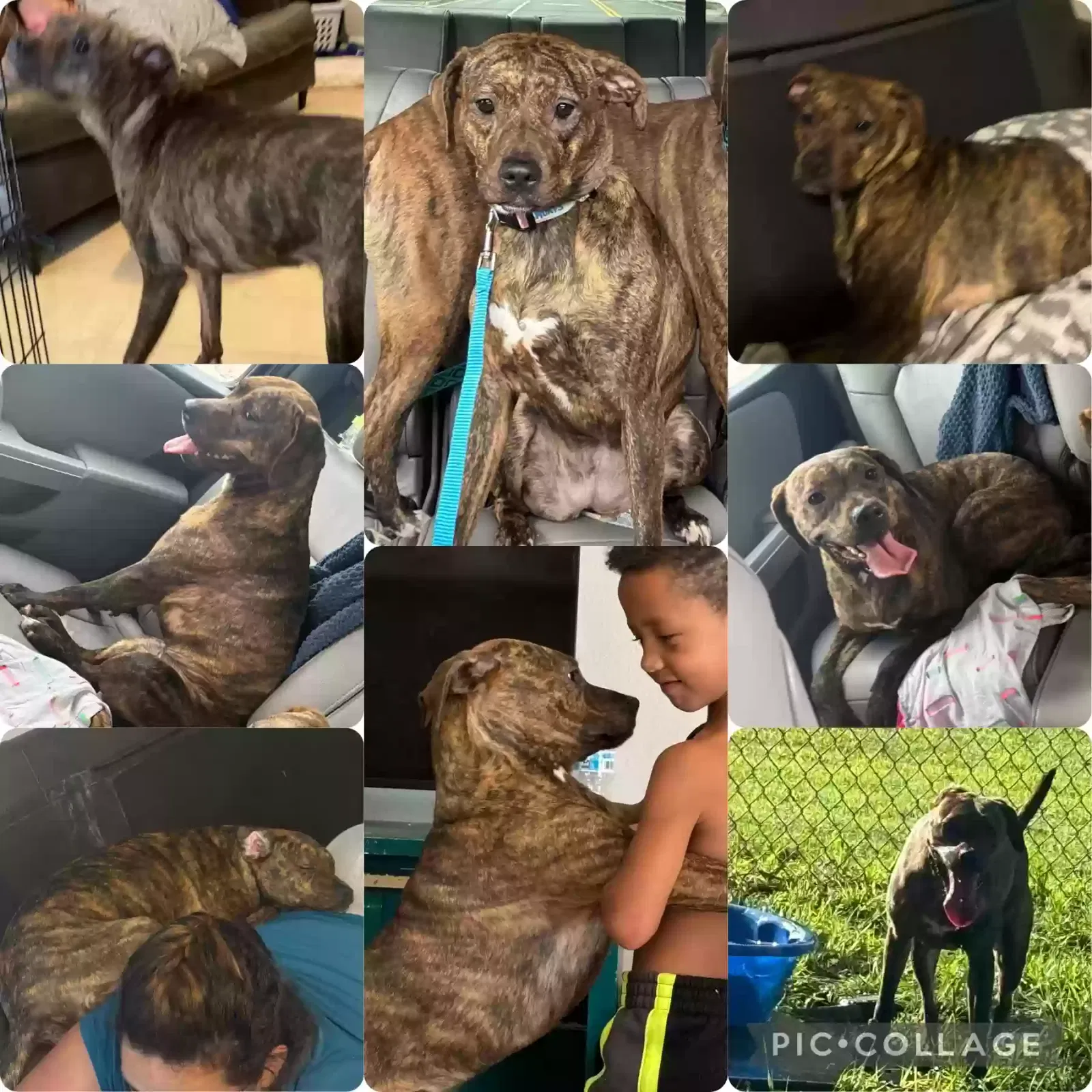 Lost dog in Land O Lakes, FL, 34638