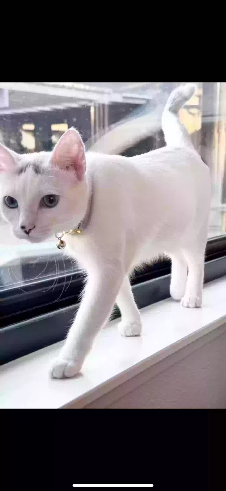 Lost cat in Visalia, CA, 93291
