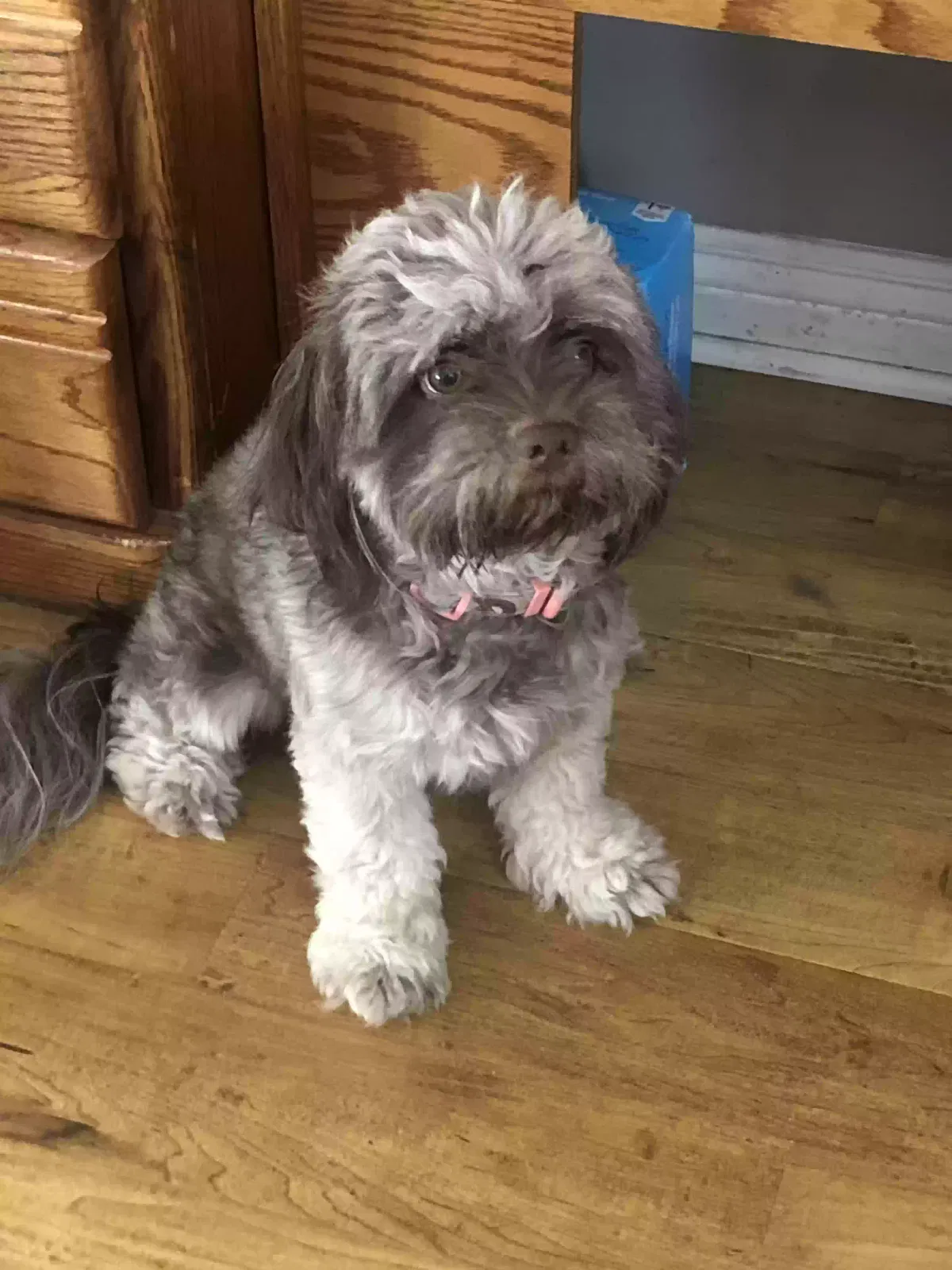 Lost dog in Santa Ana, CA, 92705