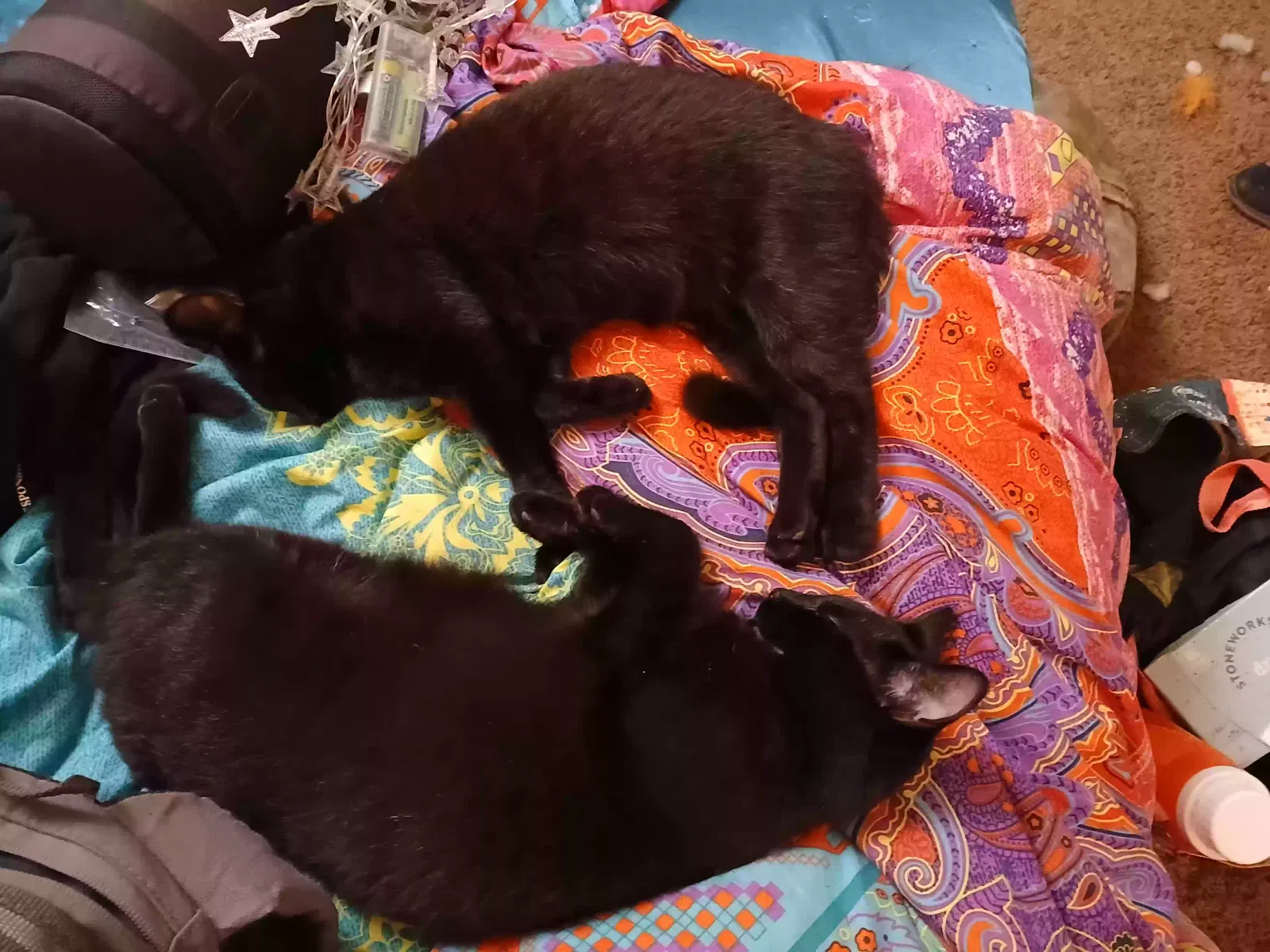 Lost cat in Harrison, AR, 72601