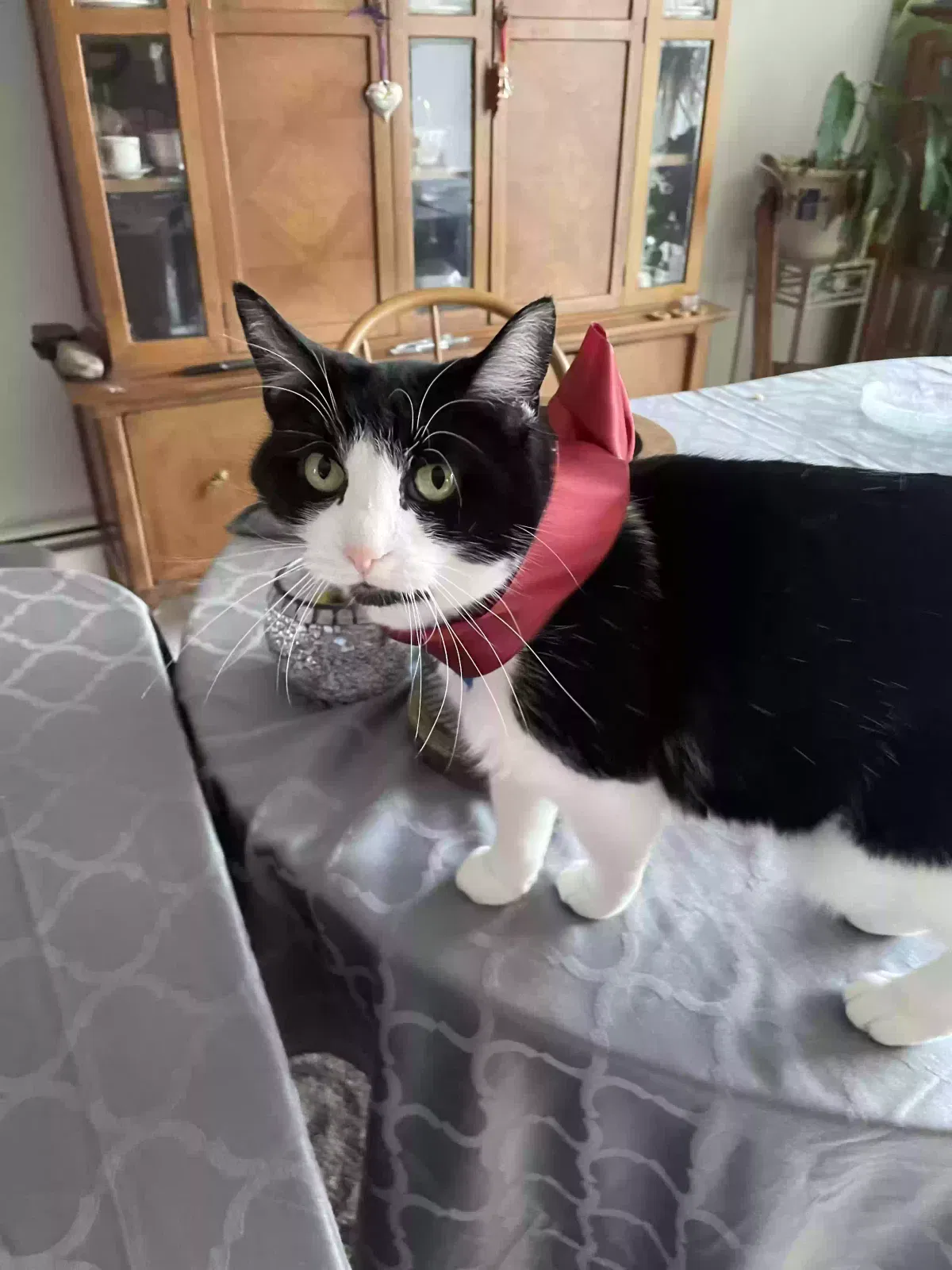 Lost cat in Racine, WI, 53402