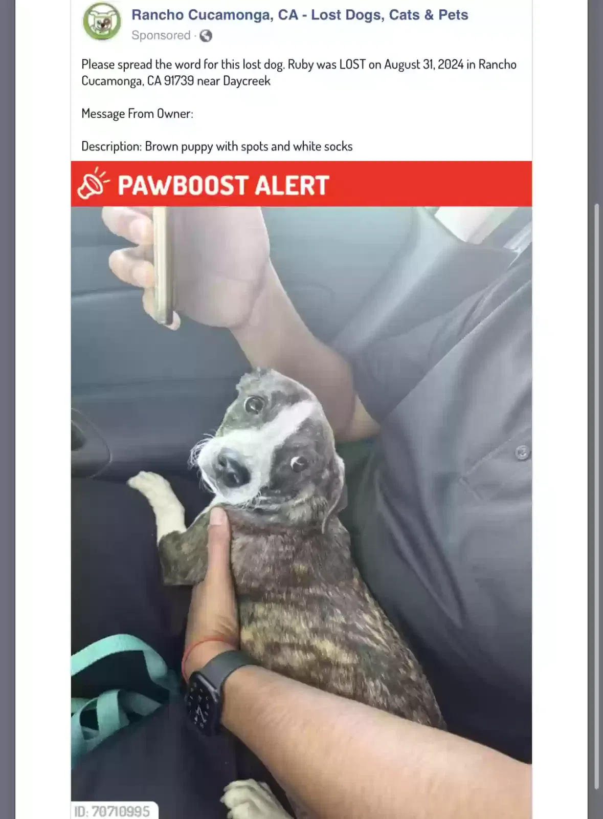 Lost dog in Rancho Cucamonga, CA, 91739