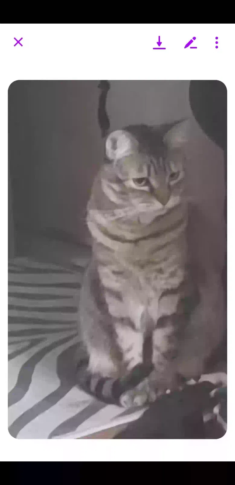 Lost cat in Phoenix, AZ, 85044