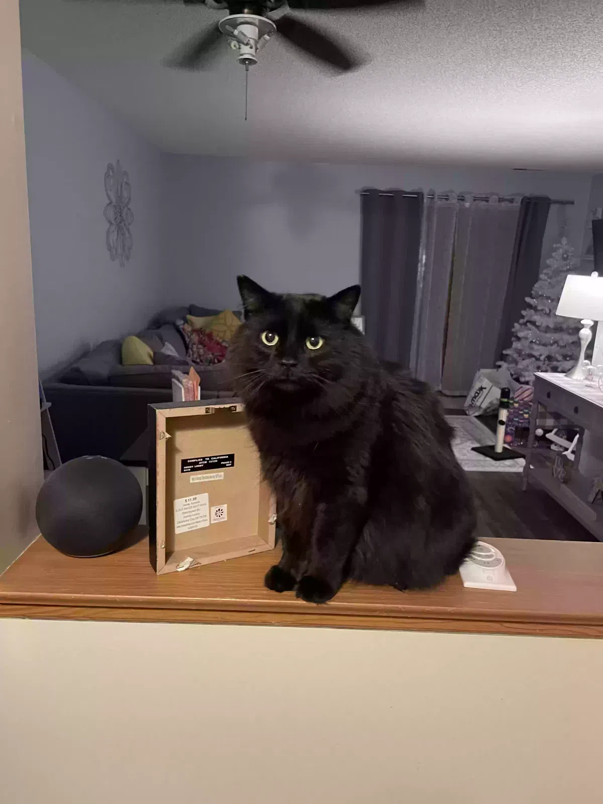 Lost cat in Brimfield, MA, 1010