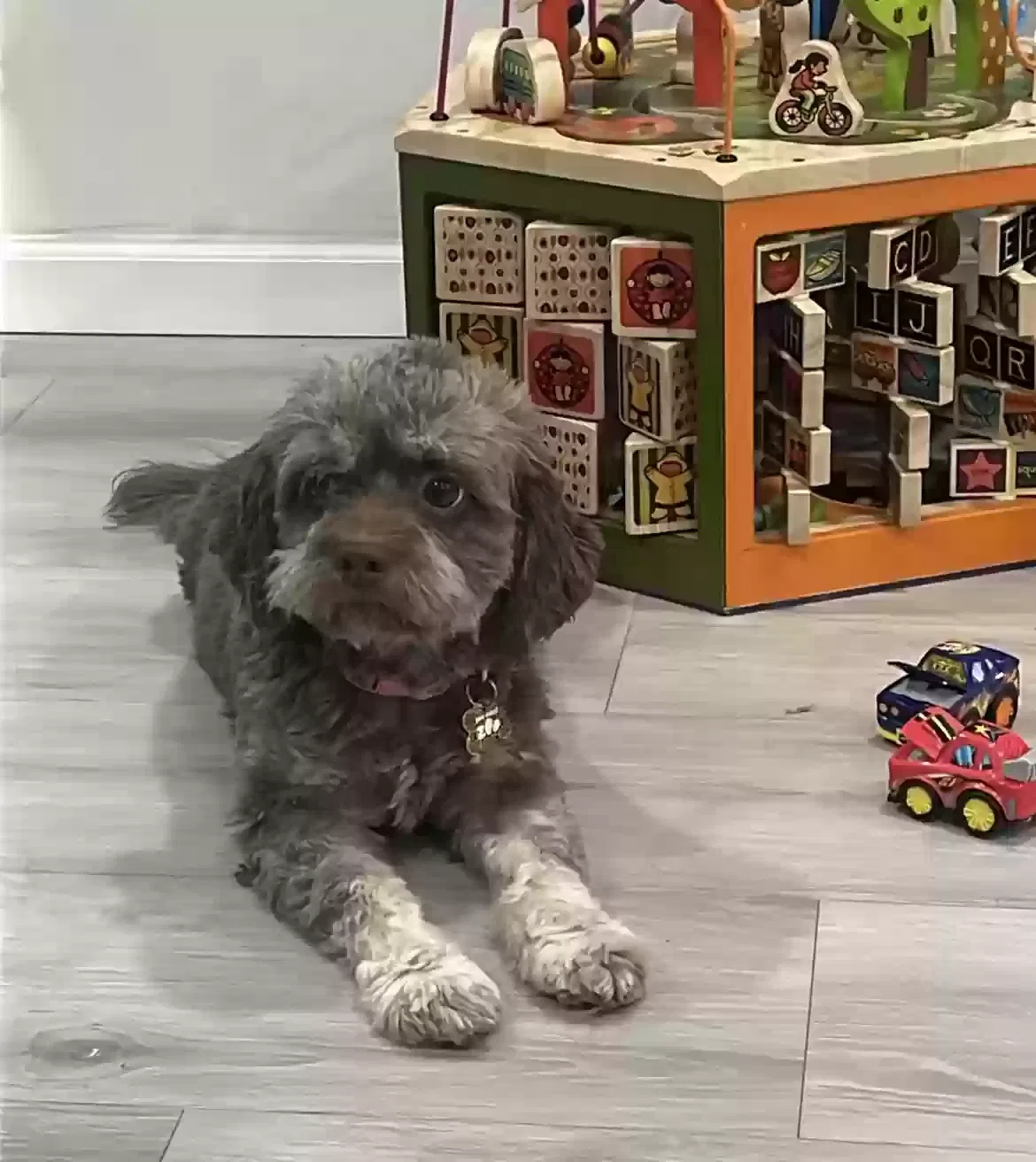 Lost dog in Santa Ana, CA, 92705