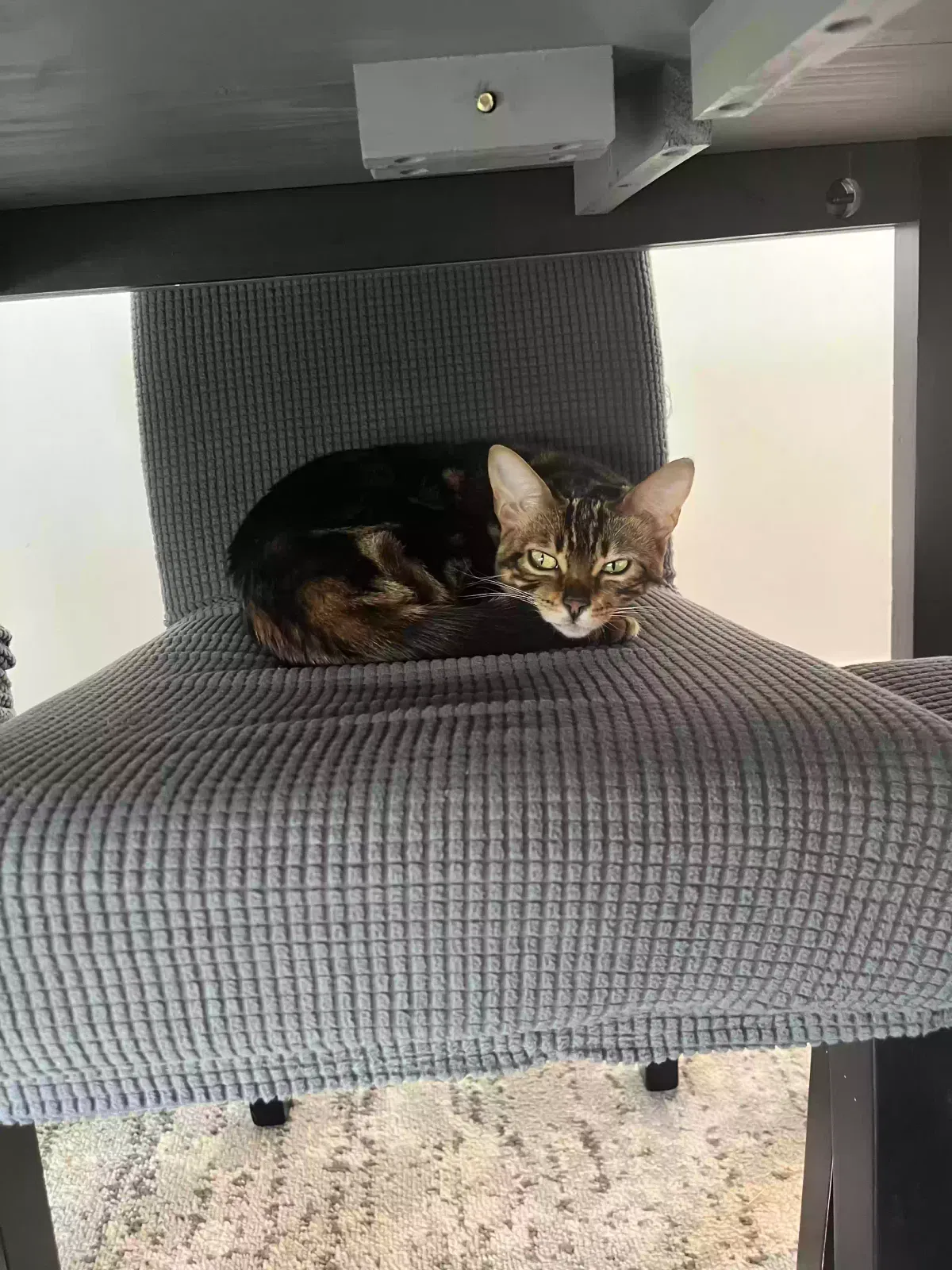 Lost cat in Ogden, UT, 84405