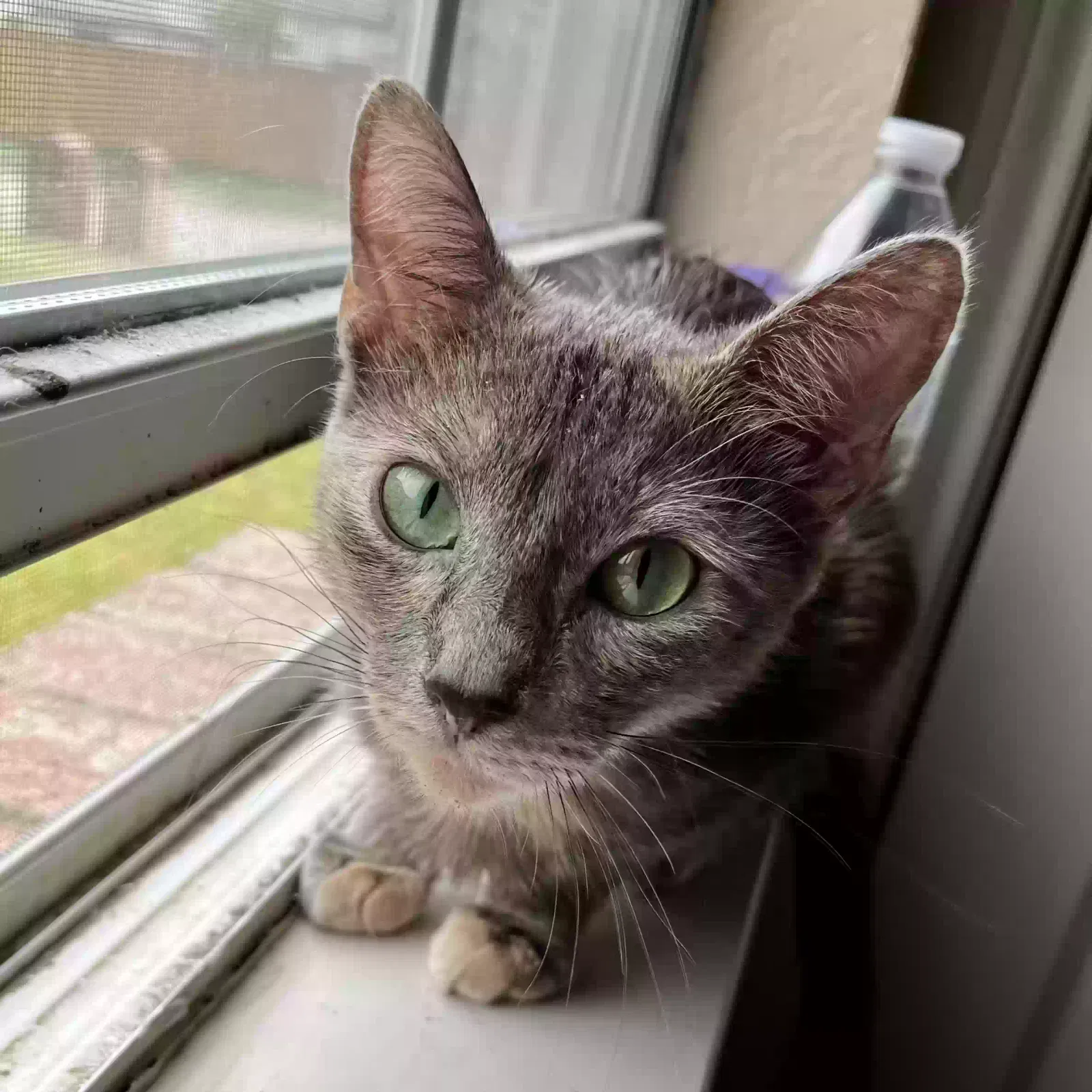 Lost cat in Rowlett, TX, 75089