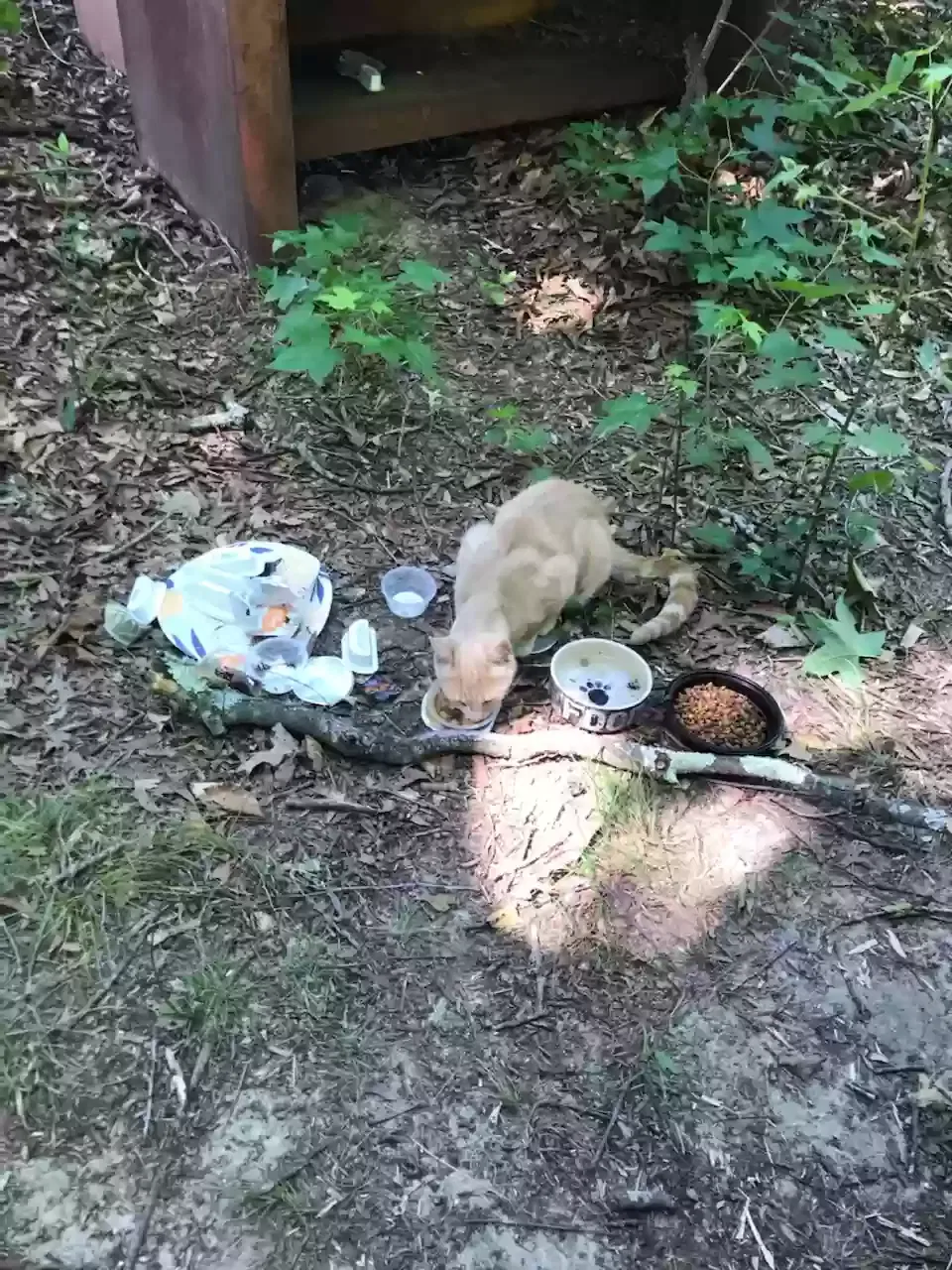 Lost cat in La Plata, MD, 20646