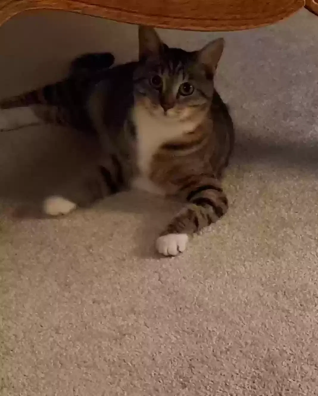 Lost cat in Maryville, TN, 37803