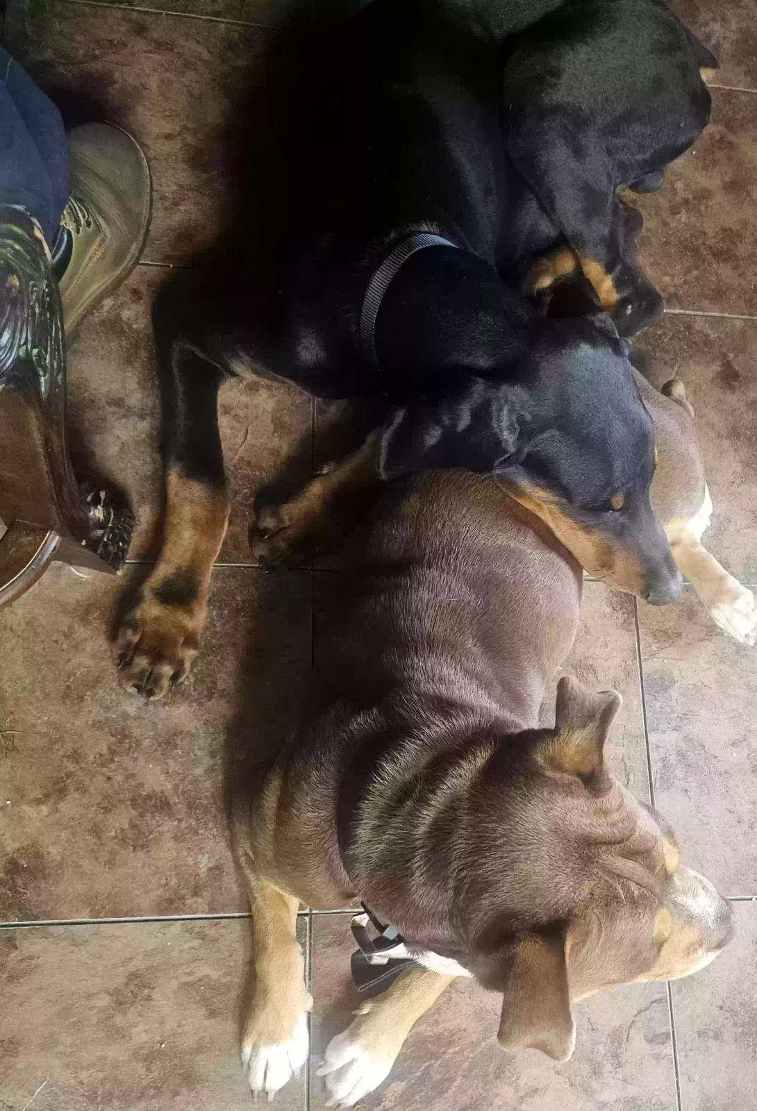 Lost dog in Rogers, AR, 72758
