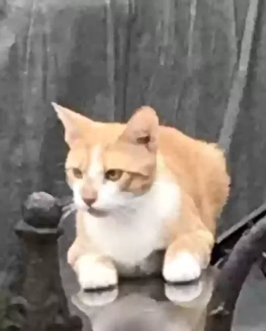 Lost cat in Bronx, NY, 10458