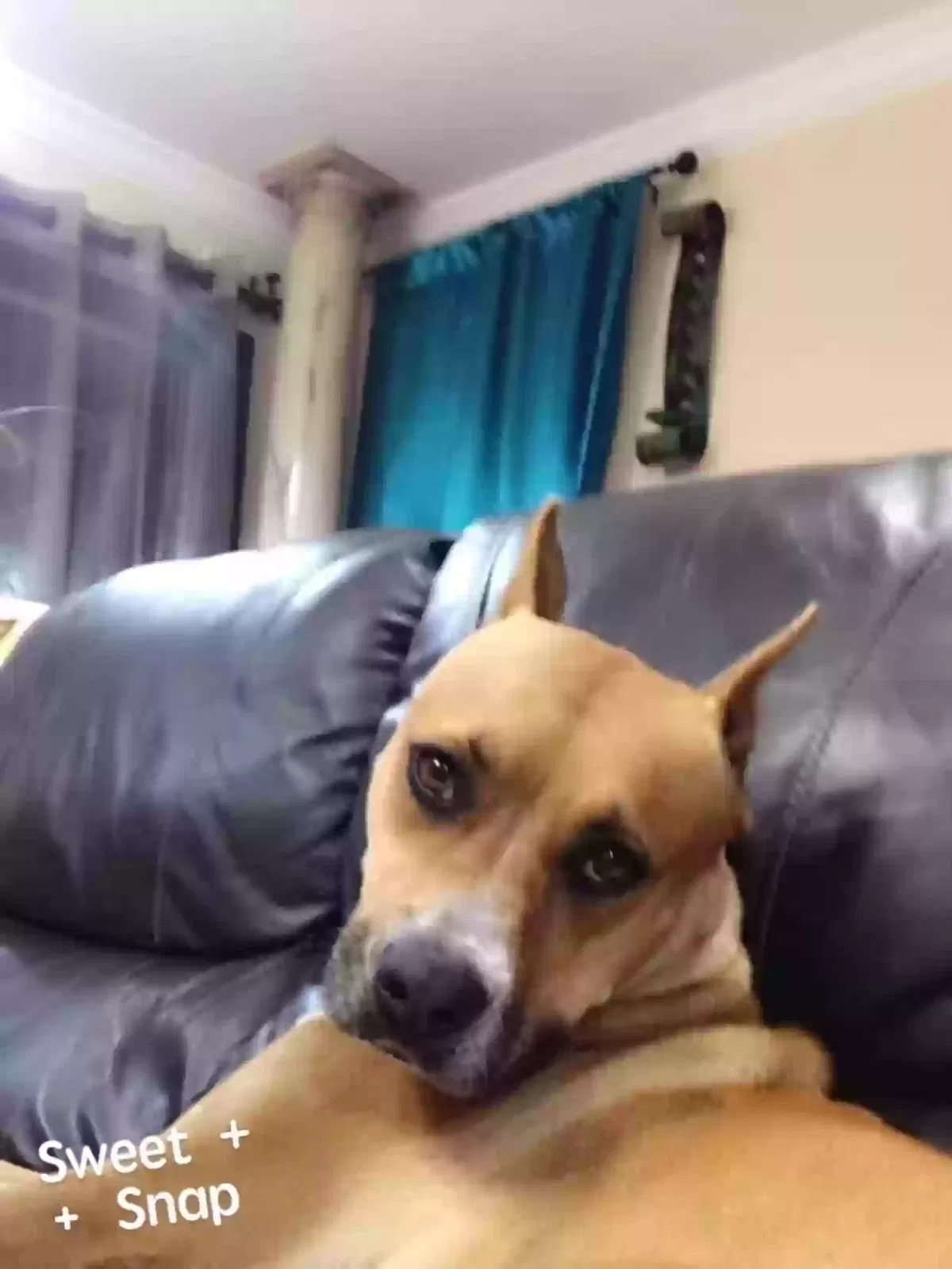 Lost dog in Hialeah, FL, 33013