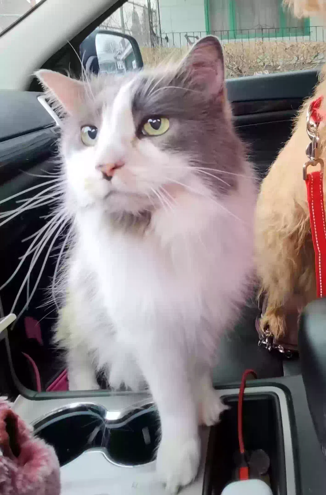 Lost cat in Buffalo, NY, 14207