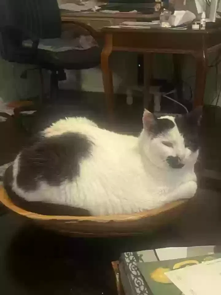 Lost cat in Friendswood, TX, 77546