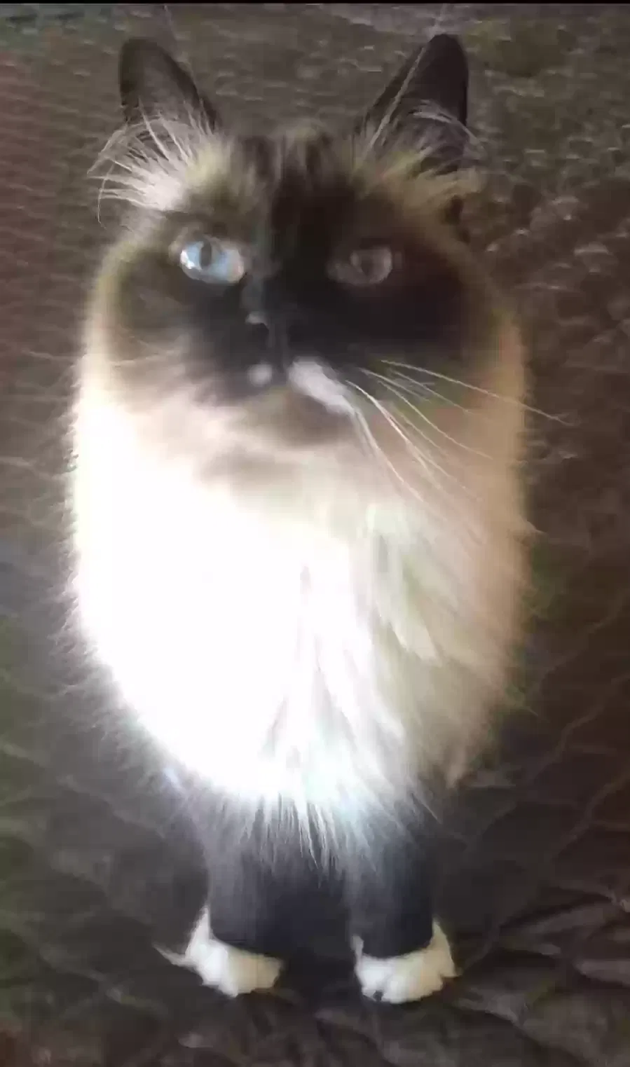 Lost cat in Vista, CA, 92084