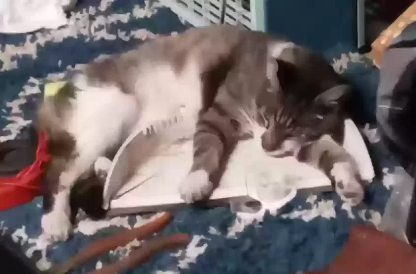 Lost cat in Unknown, OK, 74124