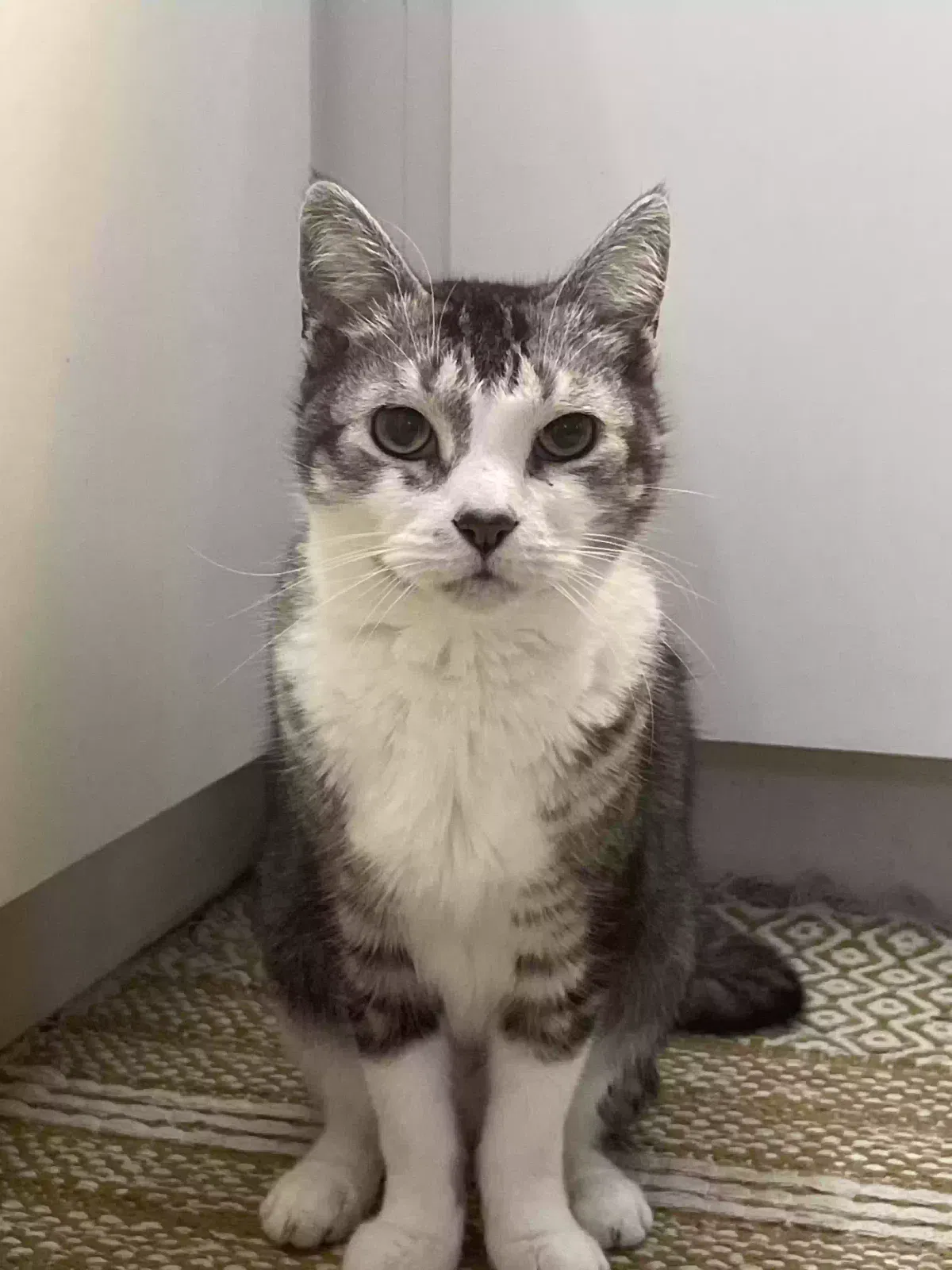 Lost cat in Miami Gardens, FL, 33056