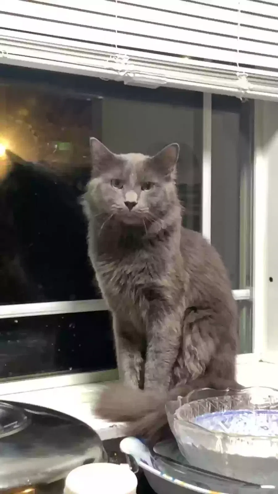 Lost cat in Skokie, IL, 60077