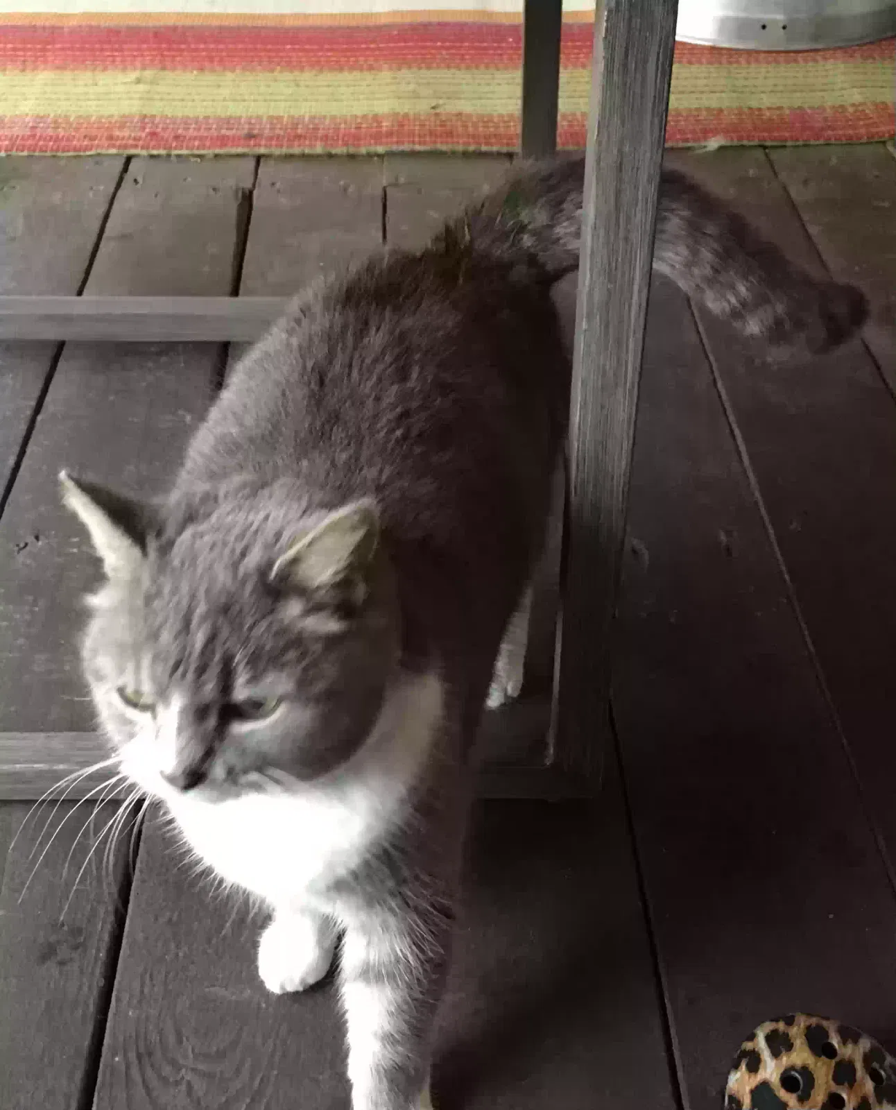 Lost cat in Richmond, VA, 23237